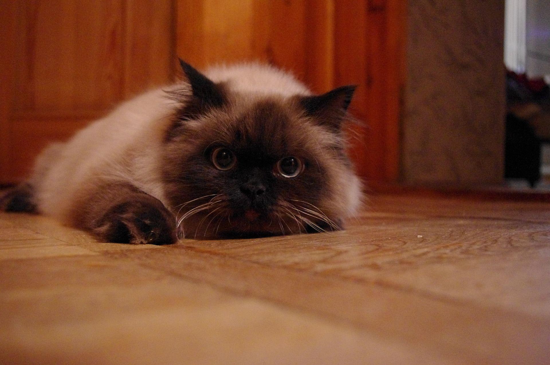 kitten, love, 1080P, waiting, animals, tender, feline, HD Wallpaper