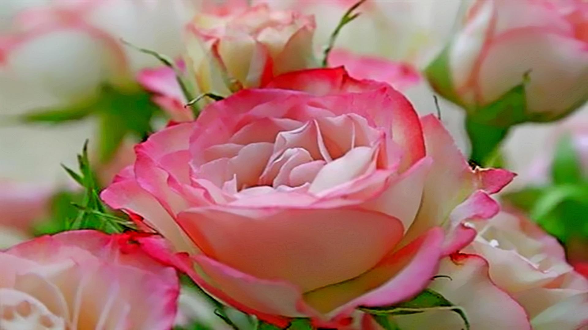 show, love, roses, 3d and abstract, warm, valentine, 1080P, romances, caring, HD Wallpaper