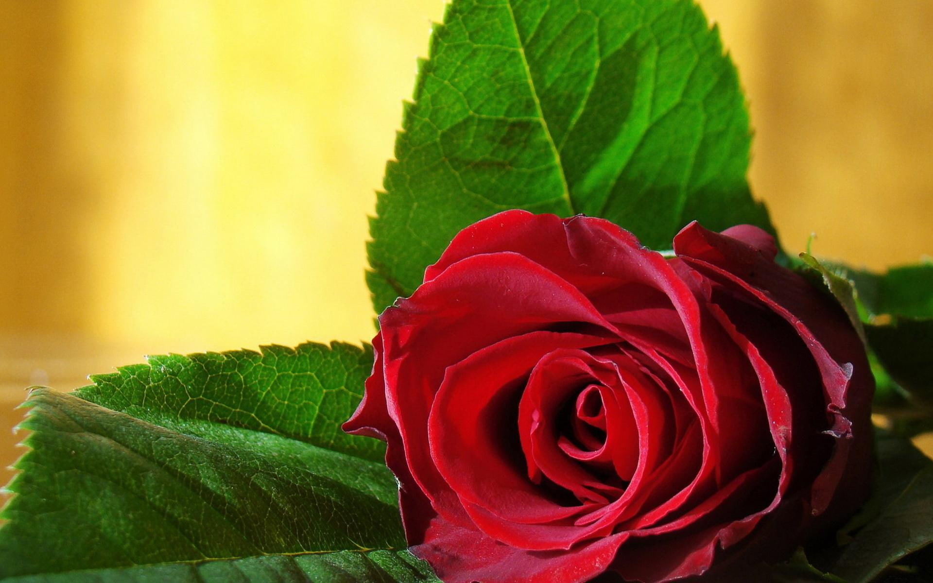 gift, widescreen, photo, love, picture, flowers, passion, rose, nice, leaves, petals, 1080P, pistils, ll, my love, give, HD Wallpaper