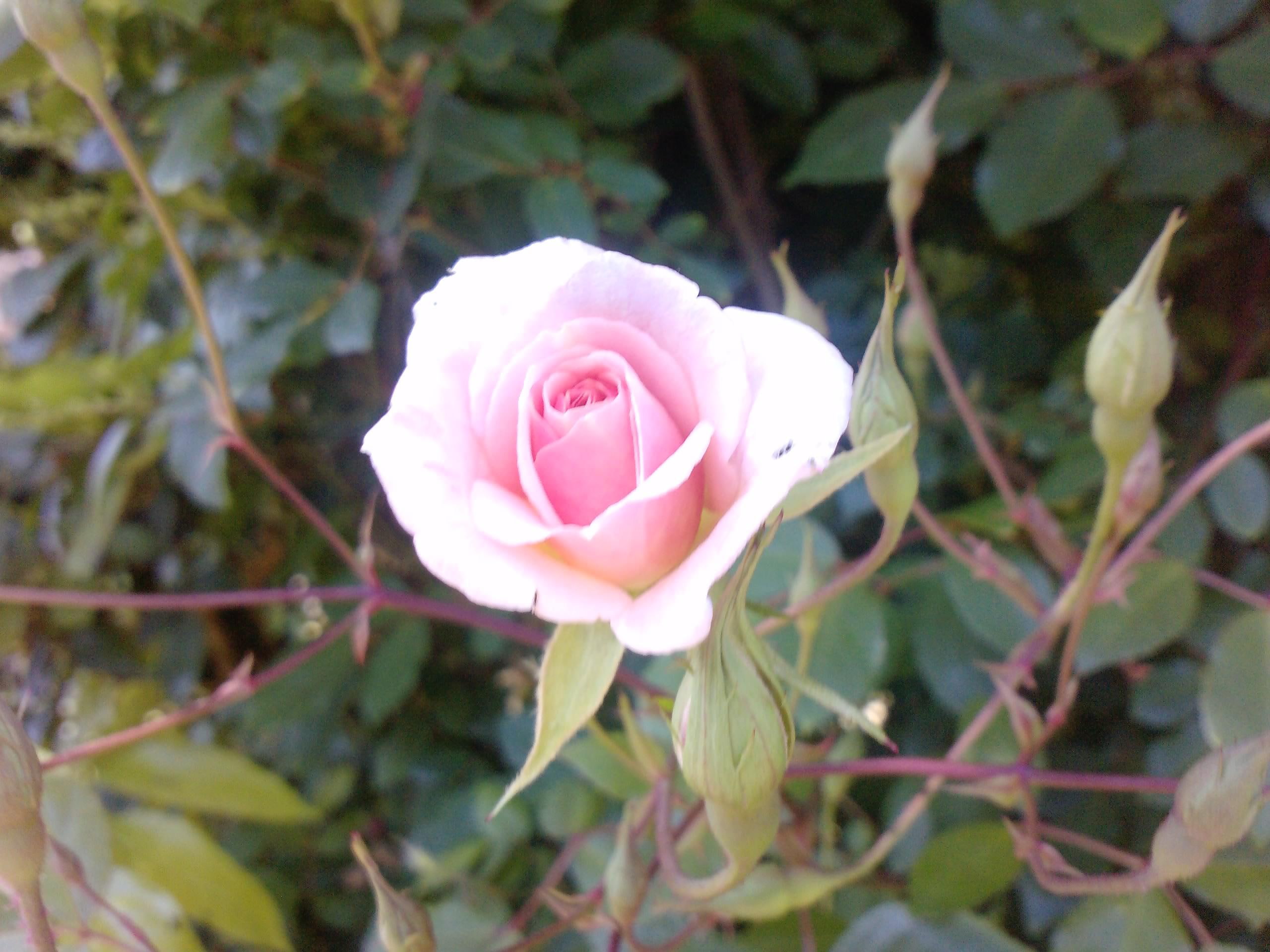love, life, rose, 2K, 3d and abstract, nature, flowers, HD Wallpaper