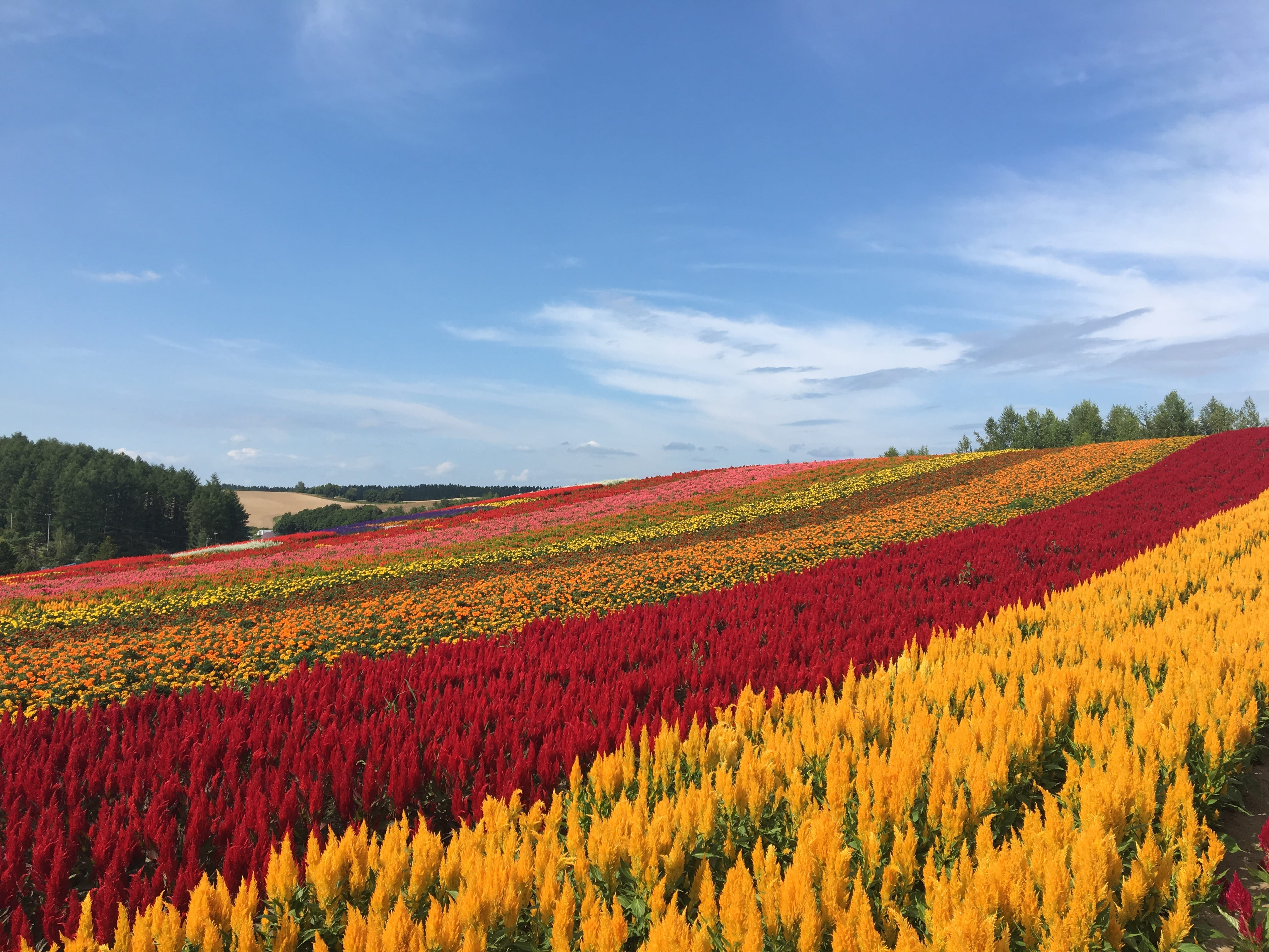 flowerbed, outdoors, field, day, rural scene, cloud - sky, sky, land, tranquility, scenics - nature, flower, flower garden, no people, plant, biei, beauty in nature, HD Wallpaper
