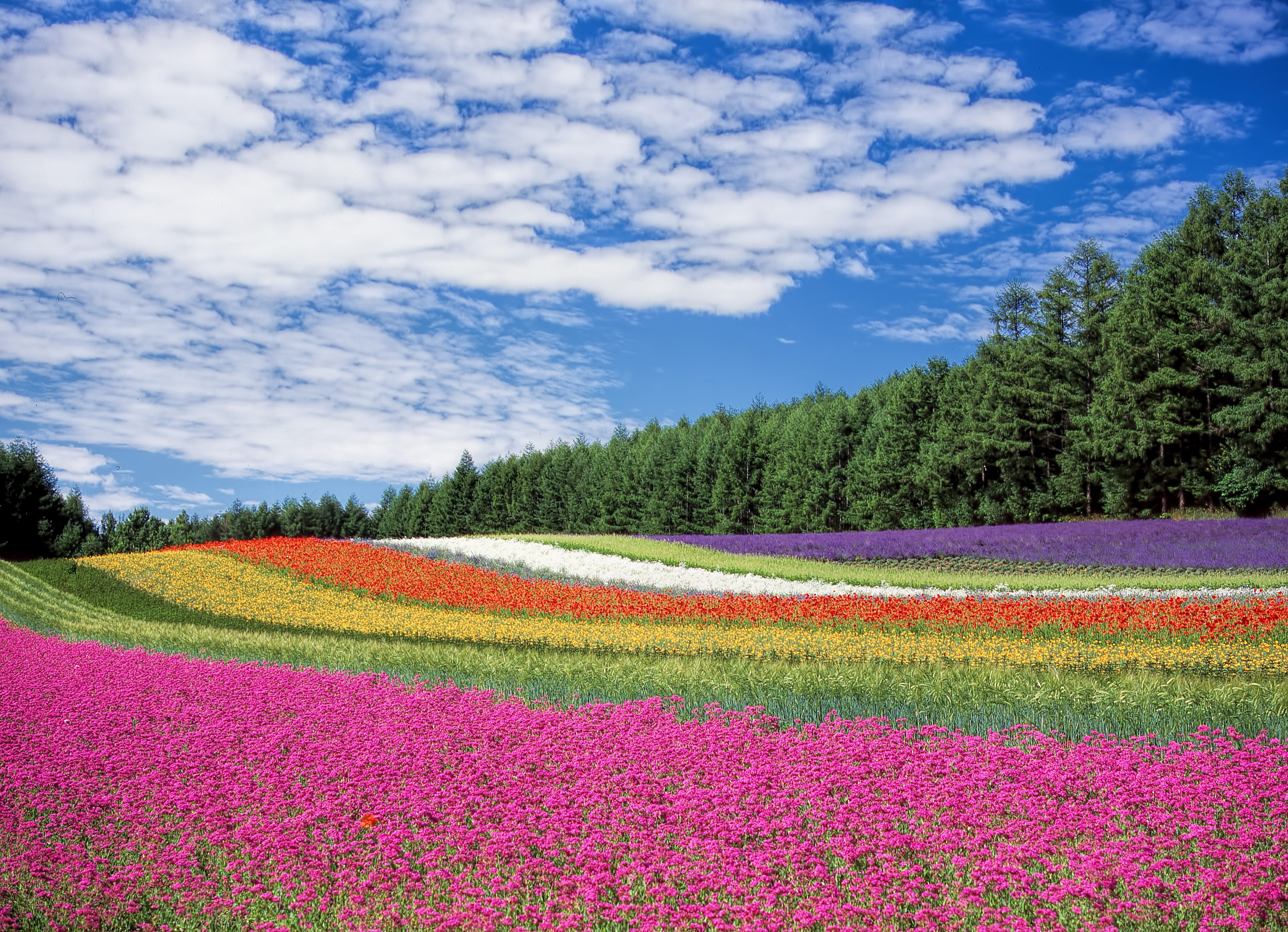 mountain, red, tulip, flowers, season, scenics - nature, petal, agriculture, colors, multi Colored, scenics, tranquil scene, blue, hokkaido, landscaped, HD Wallpaper