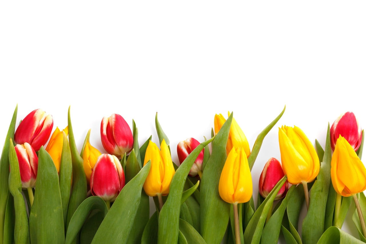 no people, beauty in nature, freshness, 720P, colorful, multi colored, springtime, yellow, spring, white background, tulips, flowers, vulnerability, nature, HD Wallpaper