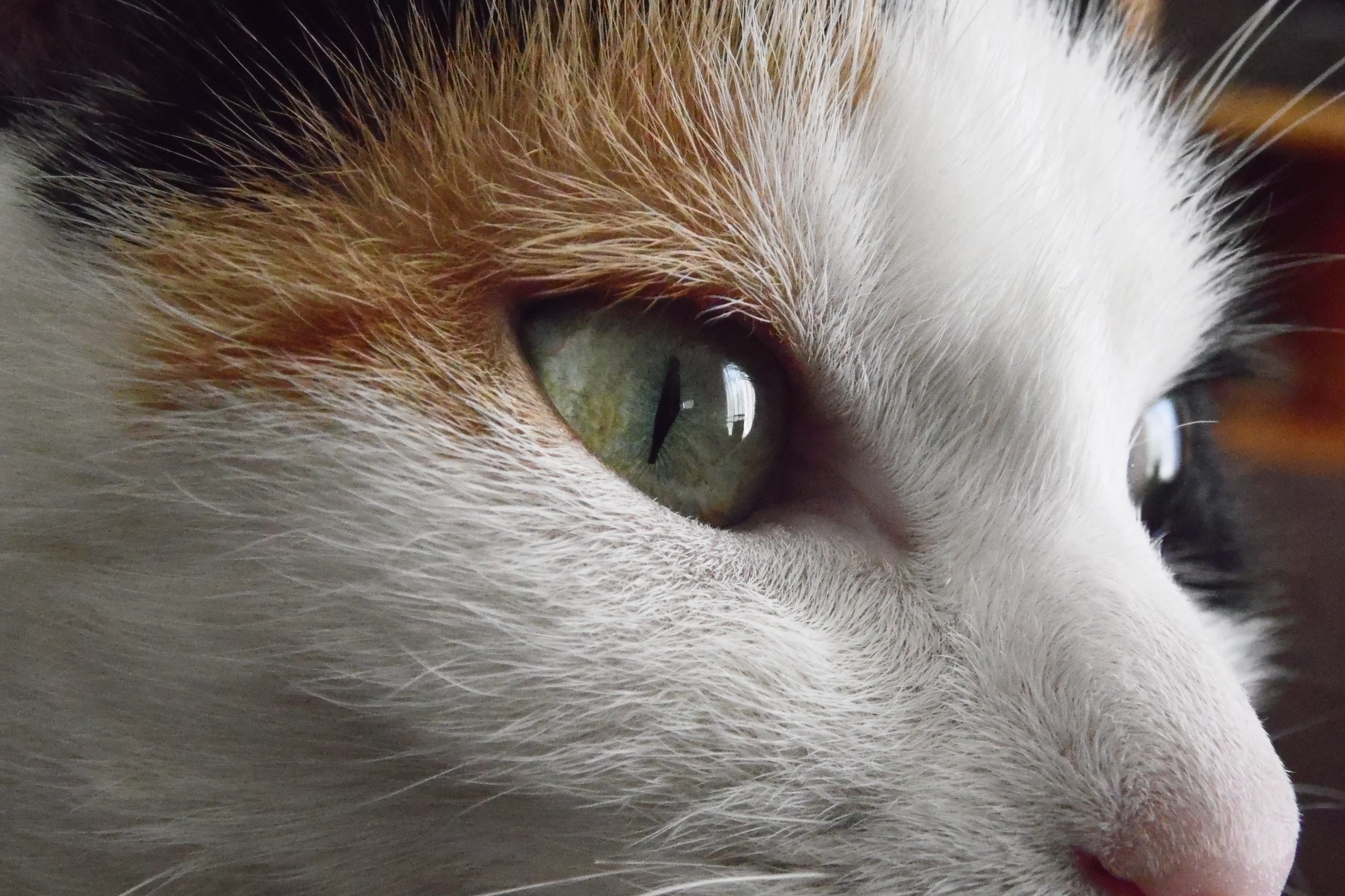 domestic animals, body part, feline, domestic, animal head, domestic cat, hair, eyes, cat, whisker, portrait, eye, animal, animal nose, 5K, animal themes, HD Wallpaper