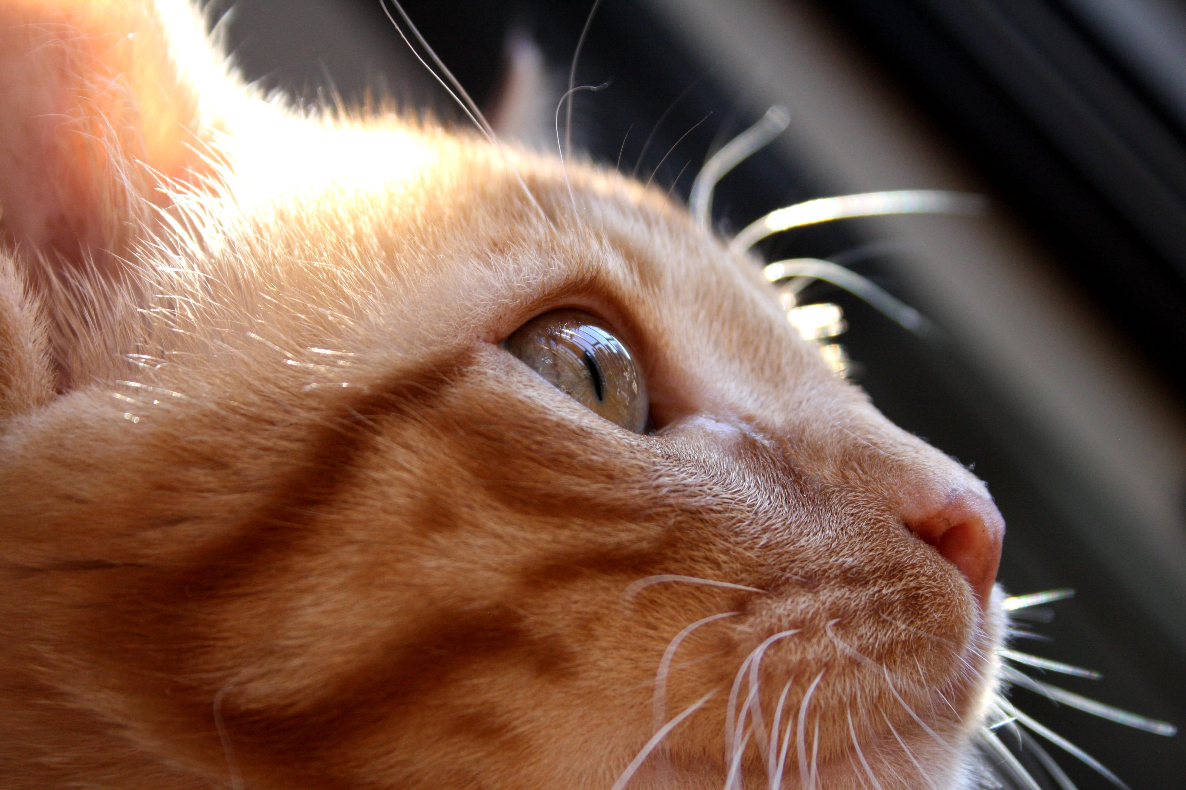 eye, domestic animals, animal themes, animal, animal eye, snout, pelirrojo, no people, gato, animal body part, red hair, whisker, looking away, dog, head, HD Wallpaper