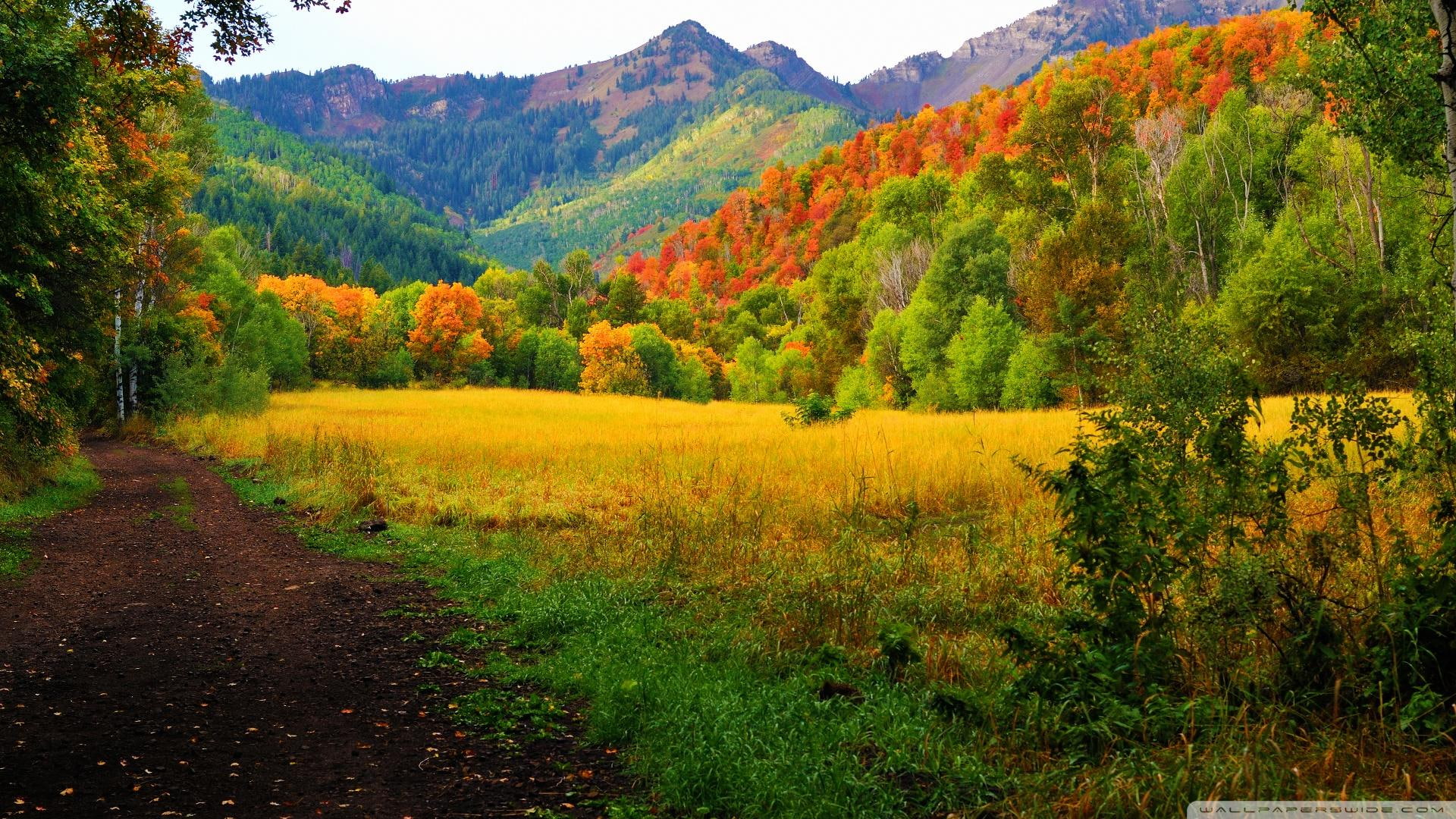 provo, nature and landscapes, canyon, mountains, 1080P, forest, autumn, utah, road, HD Wallpaper