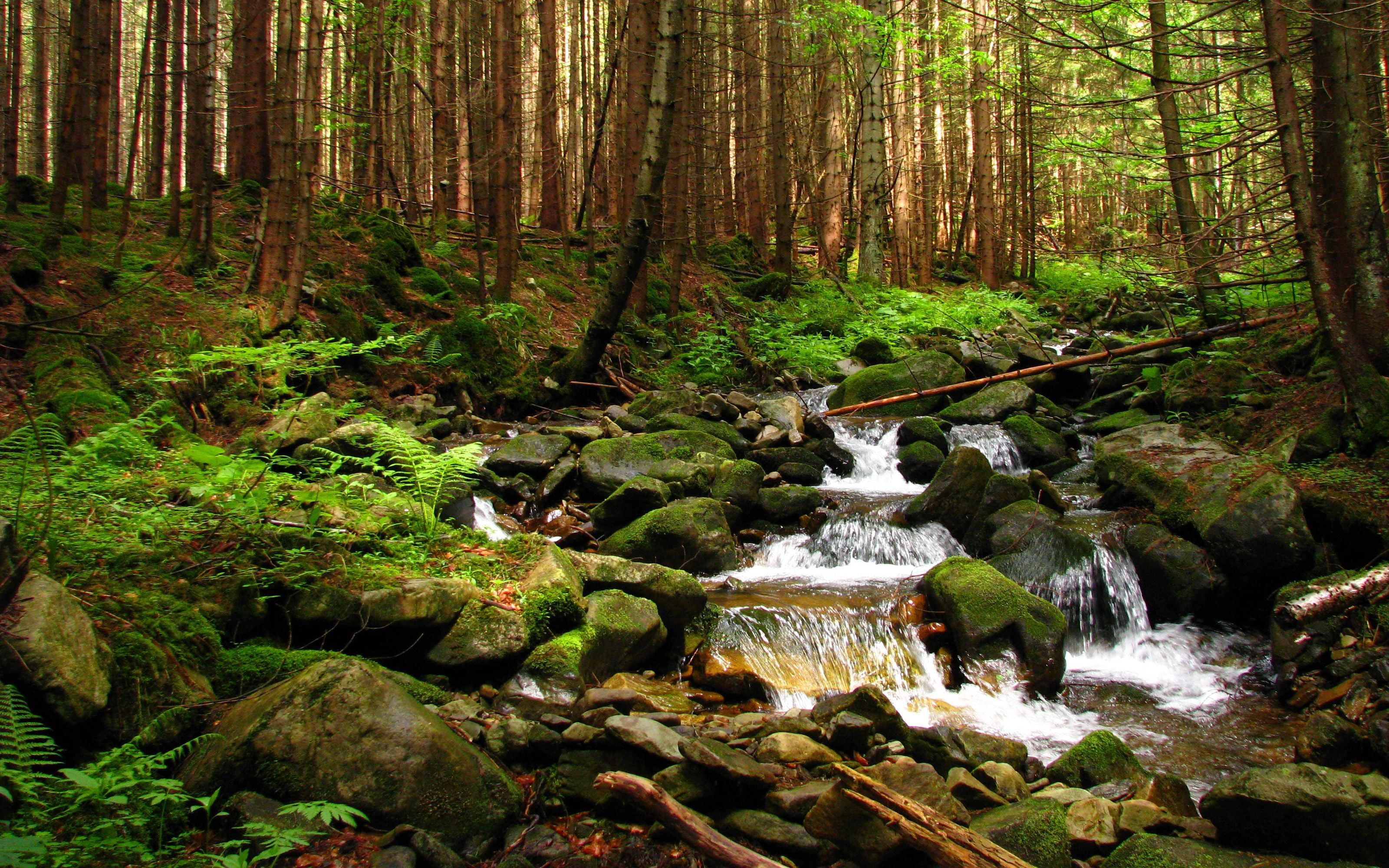 plant, photography, outdoors, green, motion, uncultivated, scenics, water, autumn, forest, growth, land, long exposure, color Image, mountain, moss, freshness, HD Wallpaper