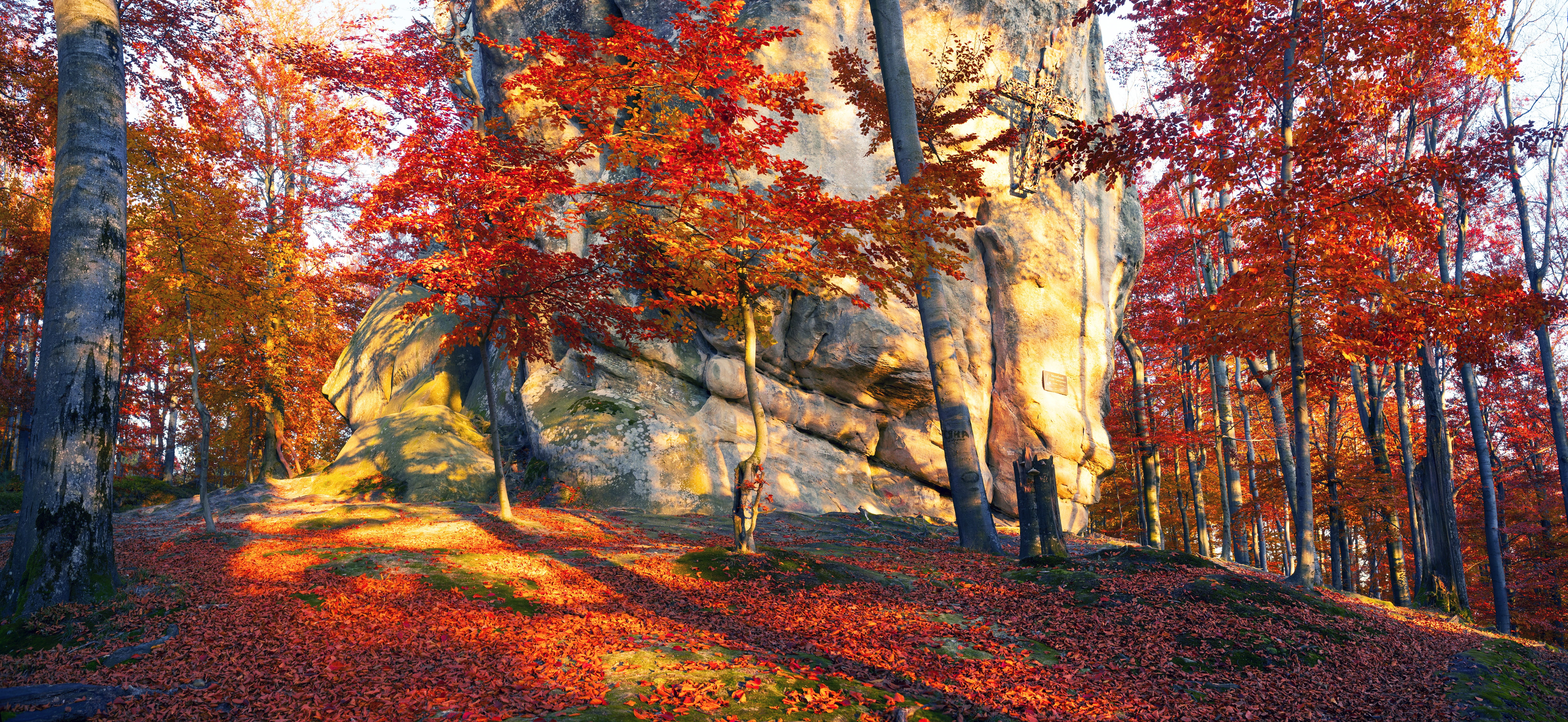 forest, 5K, trees, the sun, stones, Ukraine, autumn, Transcarpathia, leaves, HD Wallpaper