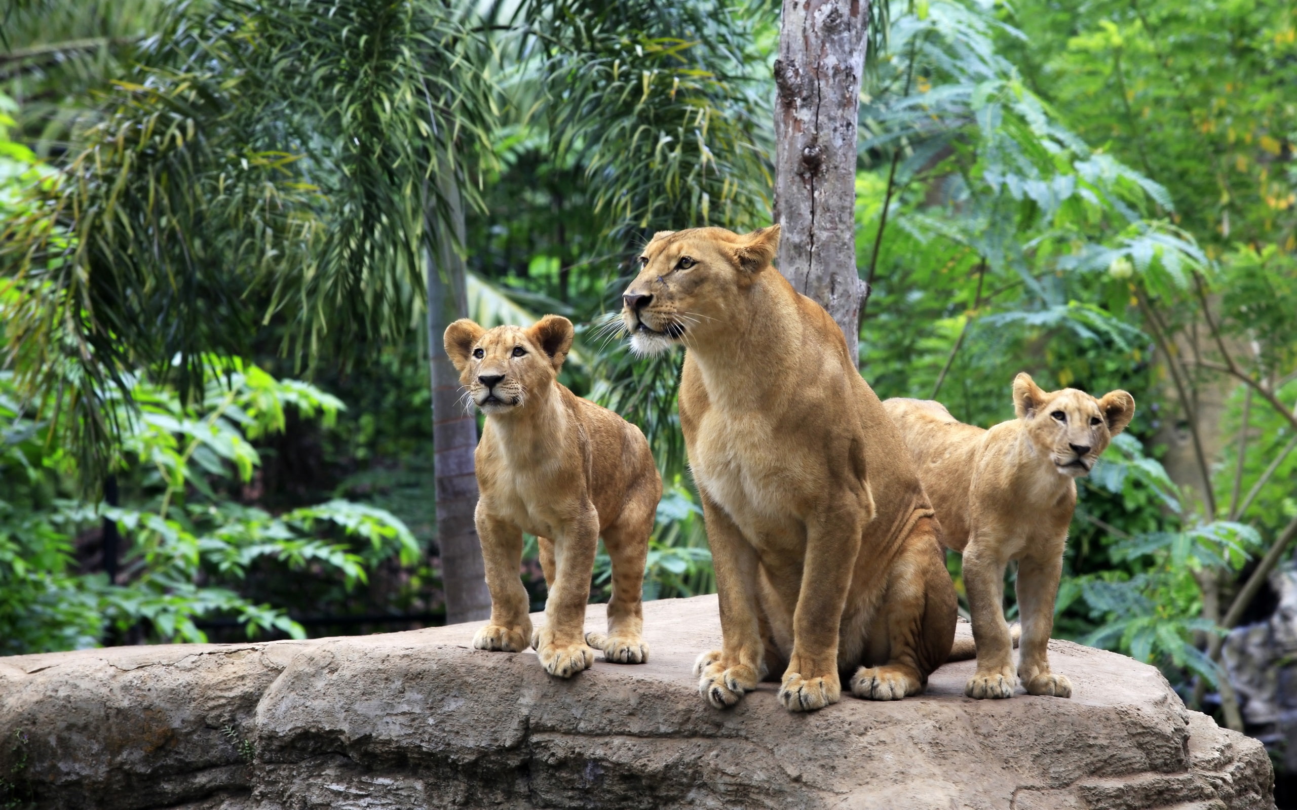 Family, Cubs, 2K, Lion, Lioness, HD Wallpaper