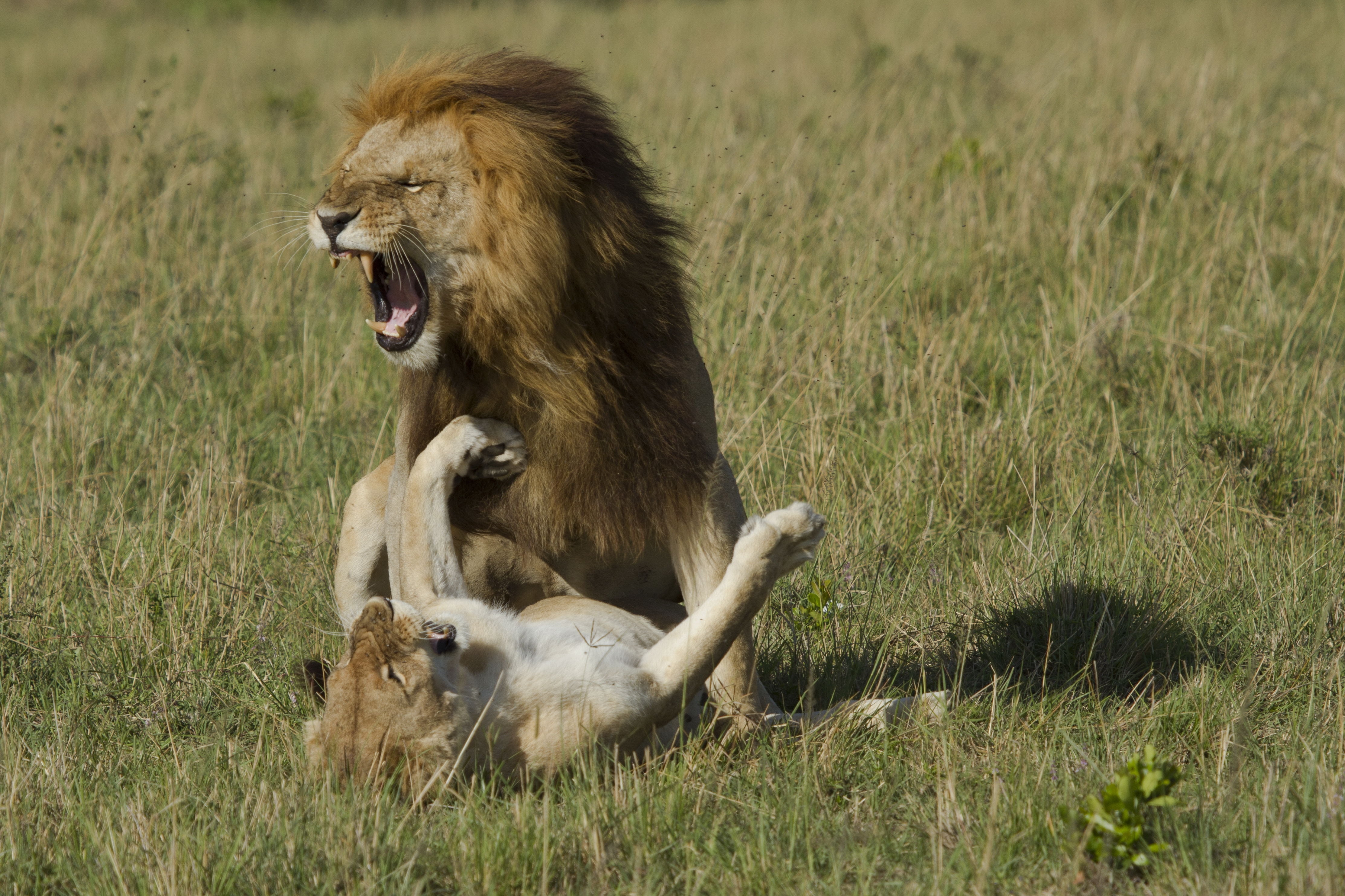 mammal, tanzania, lioness, fur, mouth open, outdoors, animal Head, mane, animals In The Wild, cat, feline, east Africa, wilderness Area, adult, large, lion, HD Wallpaper
