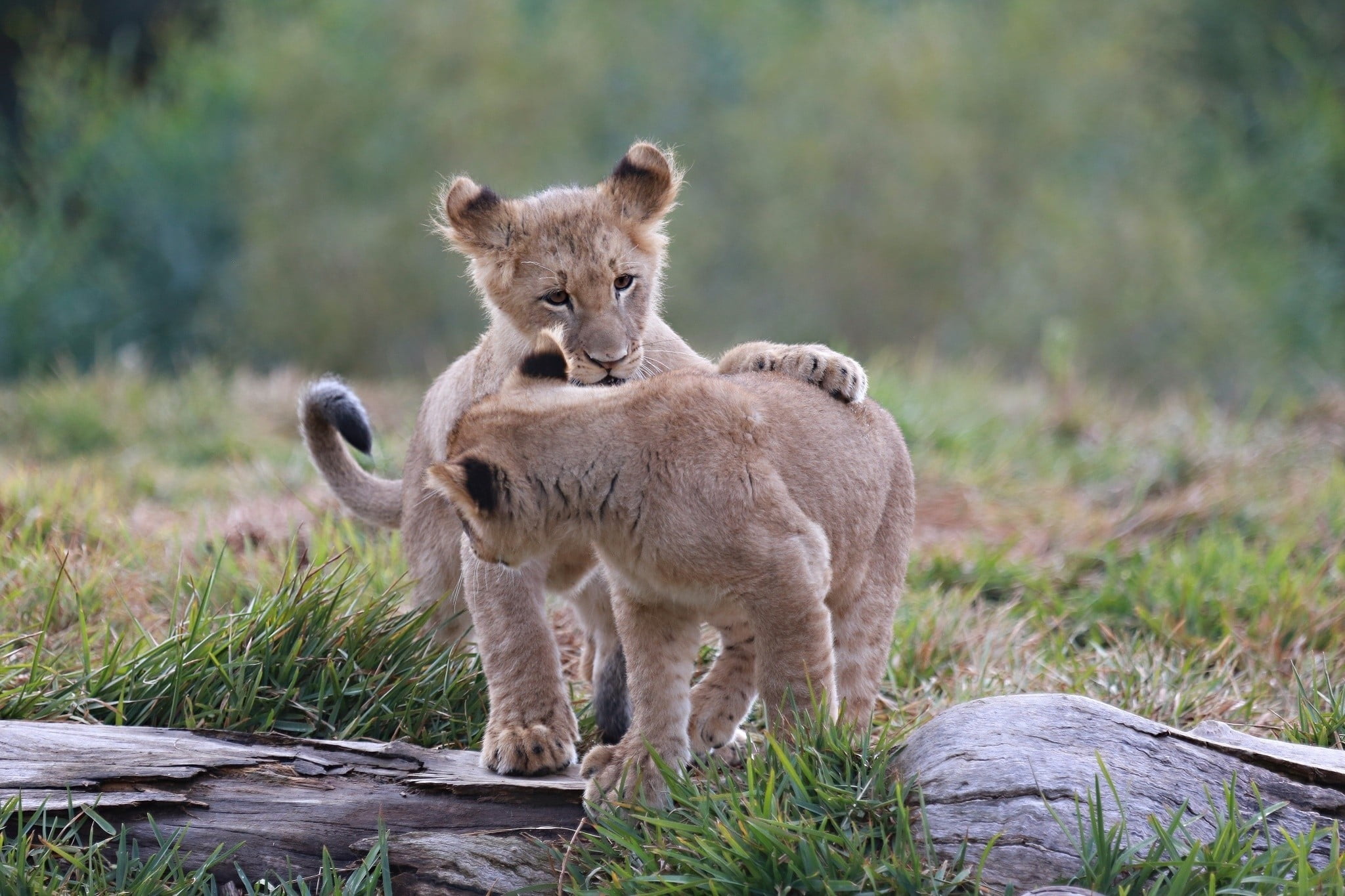 looking, africa, nature, lion - Feline, safari, predators, brown, care, national Park, cub, animal family, plant, no people, two, feline, safari Animals, HD Wallpaper
