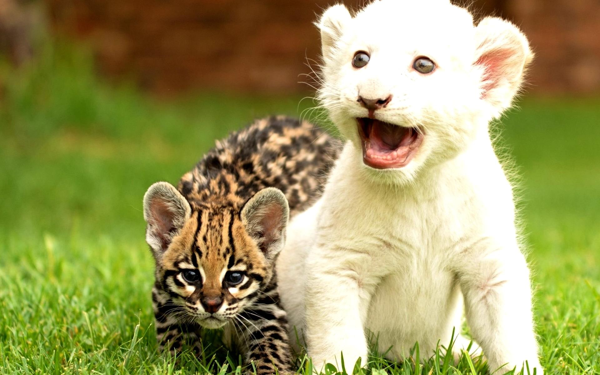 cubs, kitties, 1080P, kittens, jaguar, animals, lion, two, tiger, gorgeous, wild cat, HD Wallpaper