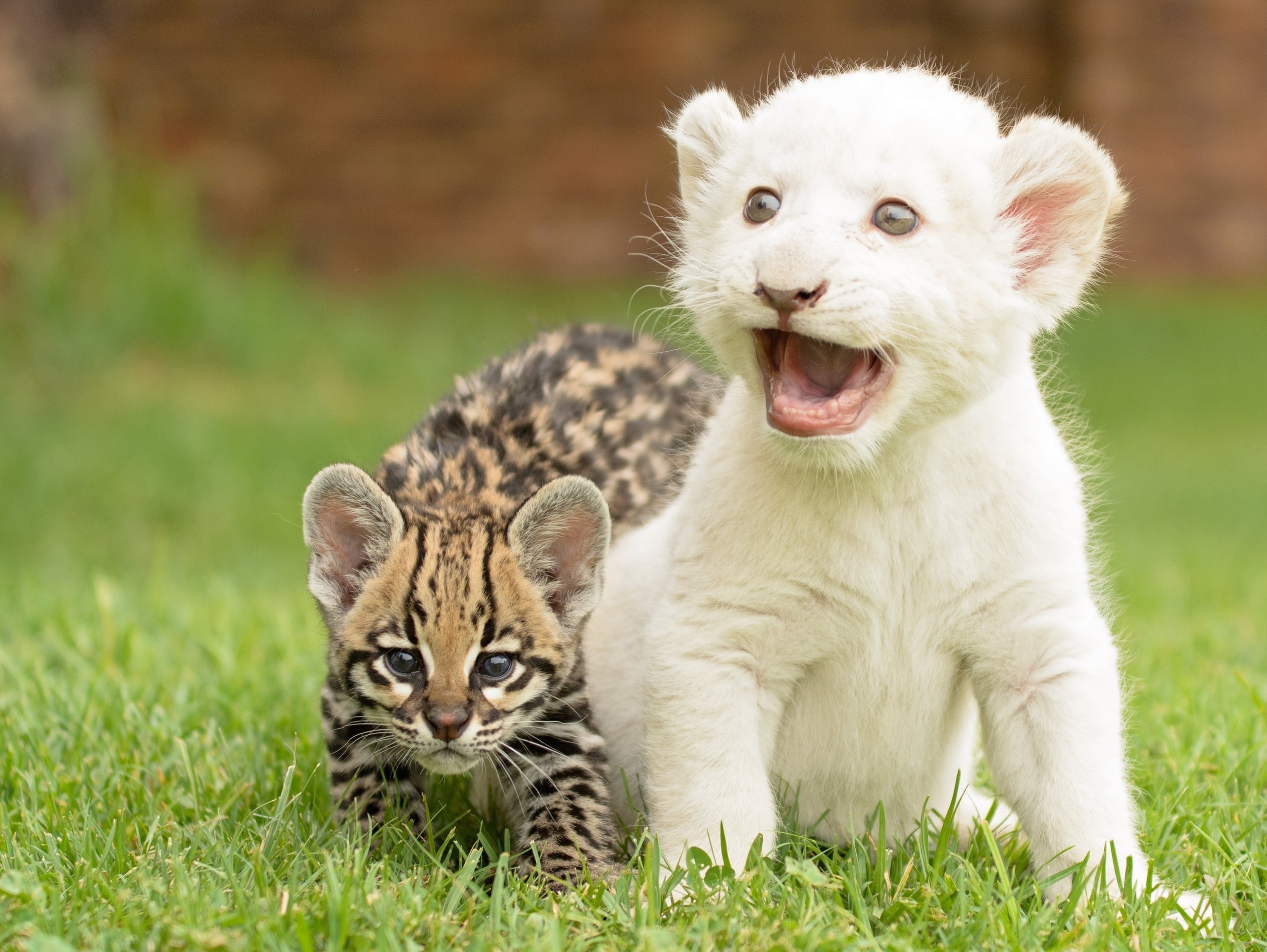 mammal, whisker, cat, green Color, cheetah, wild cat, 2K, wildlife, mouth open, tiger, no People, group of animals, lying Down, small, portrait, striped, HD Wallpaper