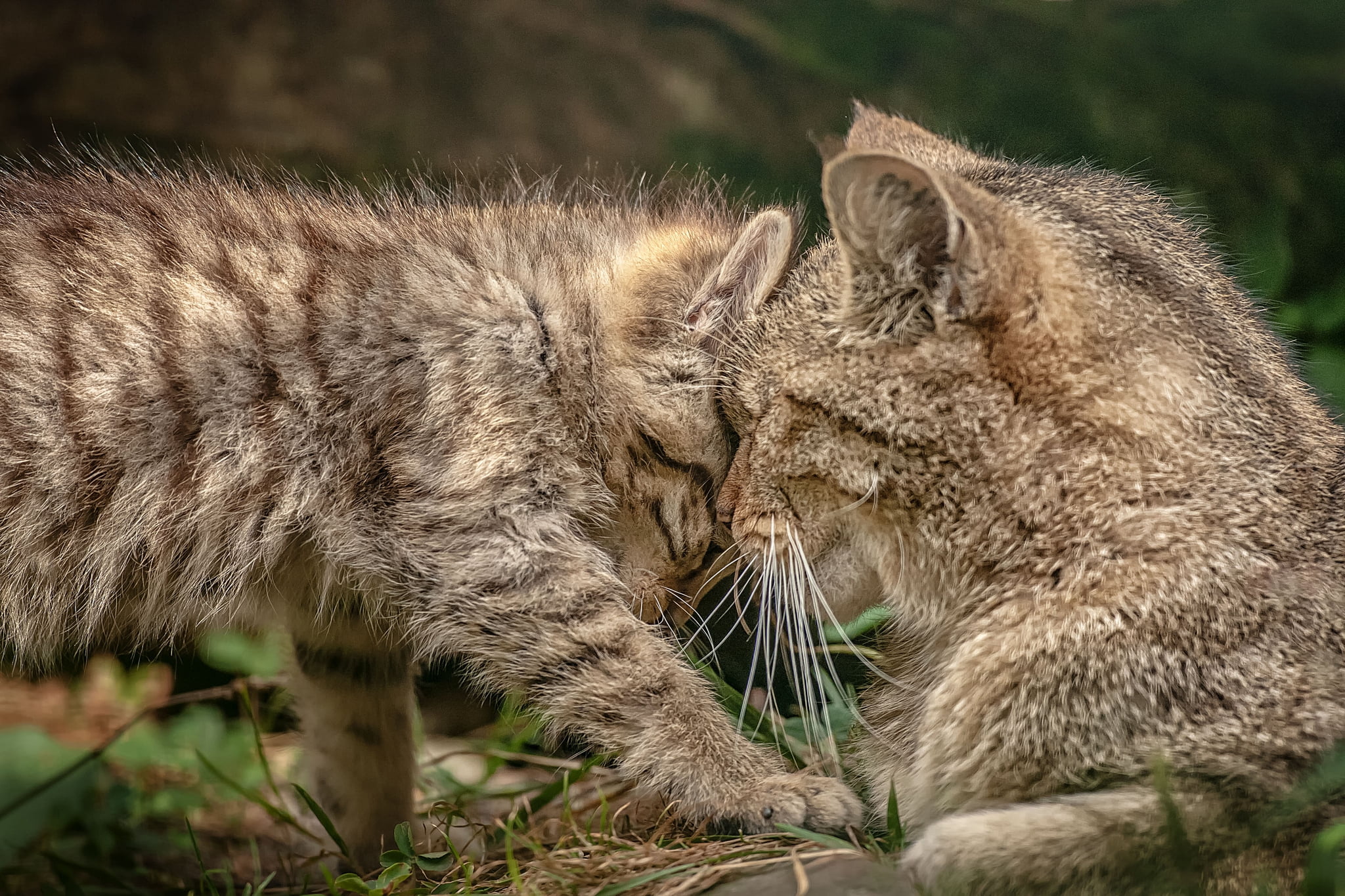 motherhood, looking, mammal, beauty In Nature, affection, carnivora, one animal, carnivore, animals Hunting, domestic Cat, mother, cat, feline, summer, HD Wallpaper