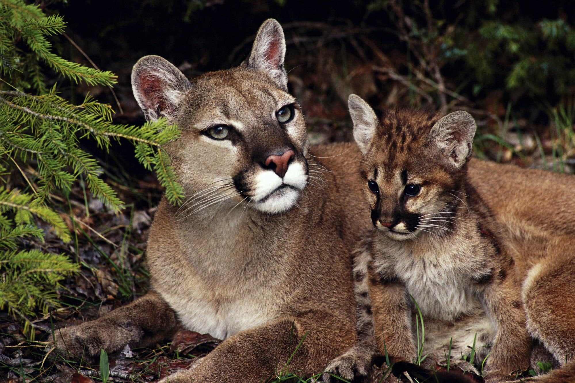 animals, kitten, mountain, mountain lions, mother, wild cats, lions, 1080P, HD Wallpaper