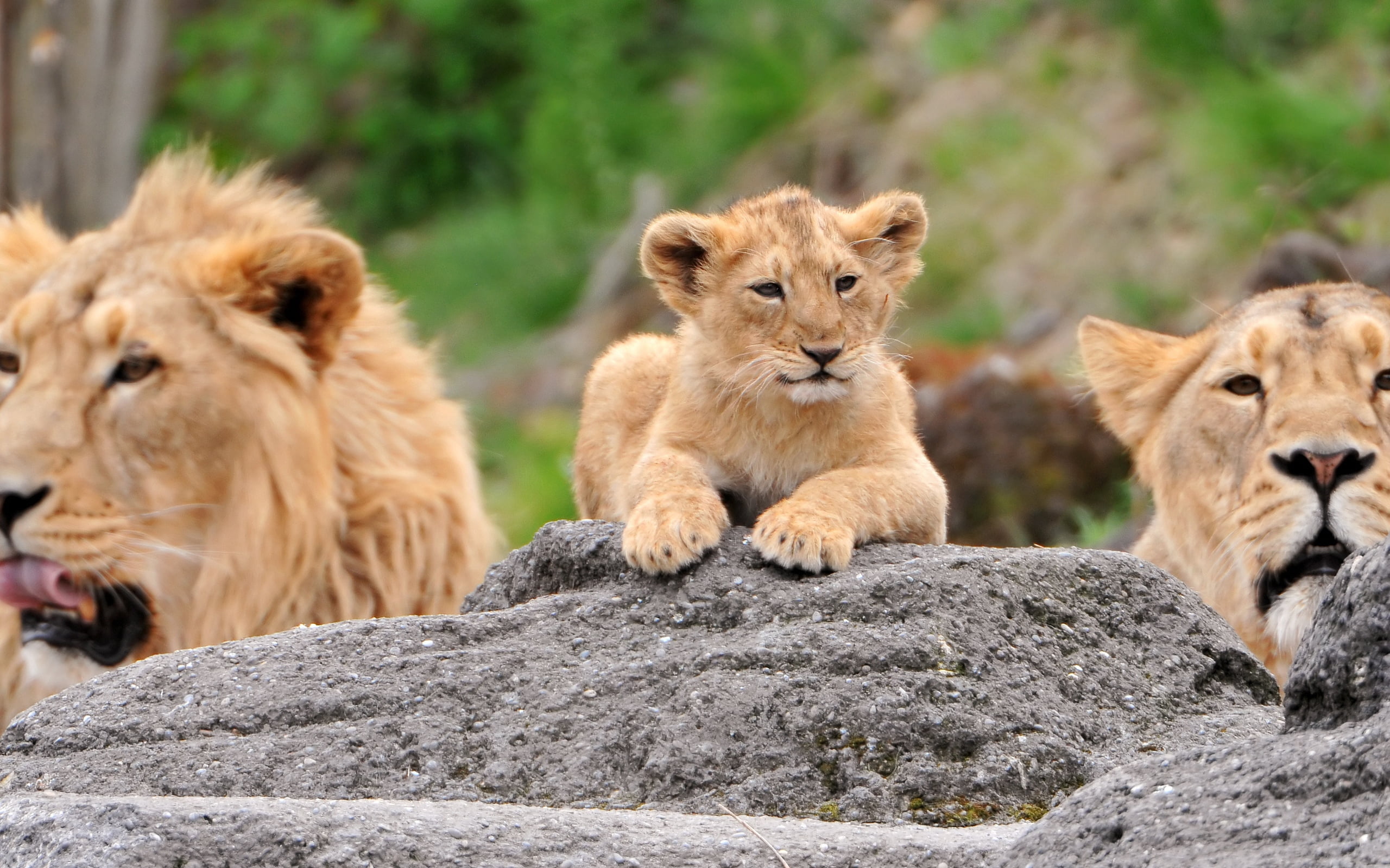 animal family, wildlife Reserve, savannah, carnivore, resting, animal, safari, majestic, female Animal, large, animal head, safari Animals, three animals, HD Wallpaper