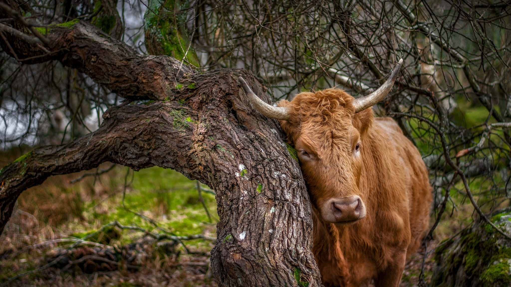 animals, tree trunk, land, brown, animal themes, plant, focus on foreground, 1080P, animal wildlife, mammal, tree, cow, forest, trees, outdoors, no people, HD Wallpaper