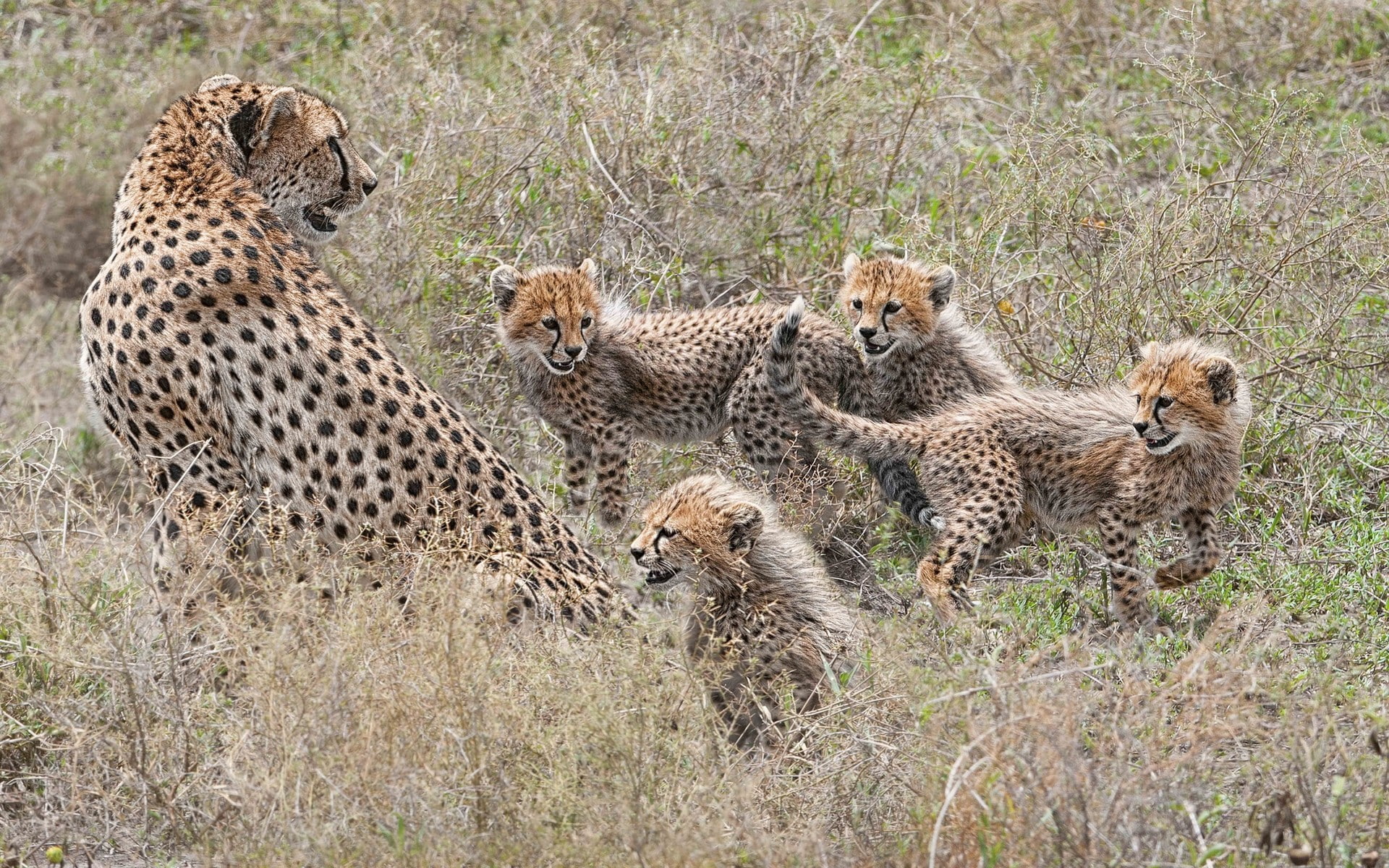 family, kittens, cheetahs, cubs, motherhood, 1080P, HD Wallpaper