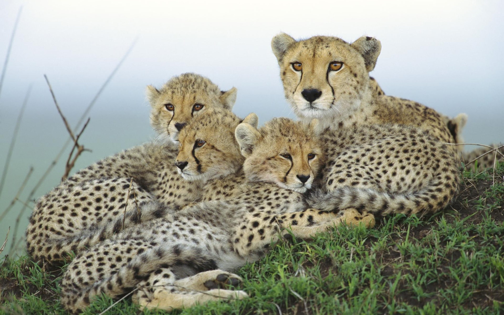 1080P, Family, Cheetah, HD Wallpaper