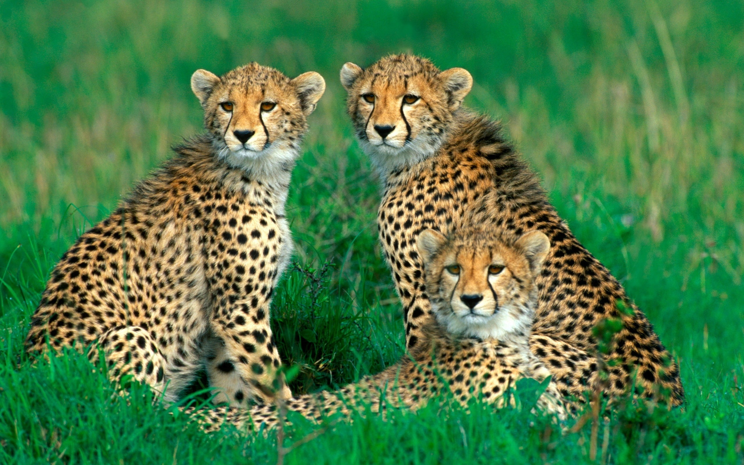 2K, Grass, Bokeh, Cheetahs, Family, HD Wallpaper