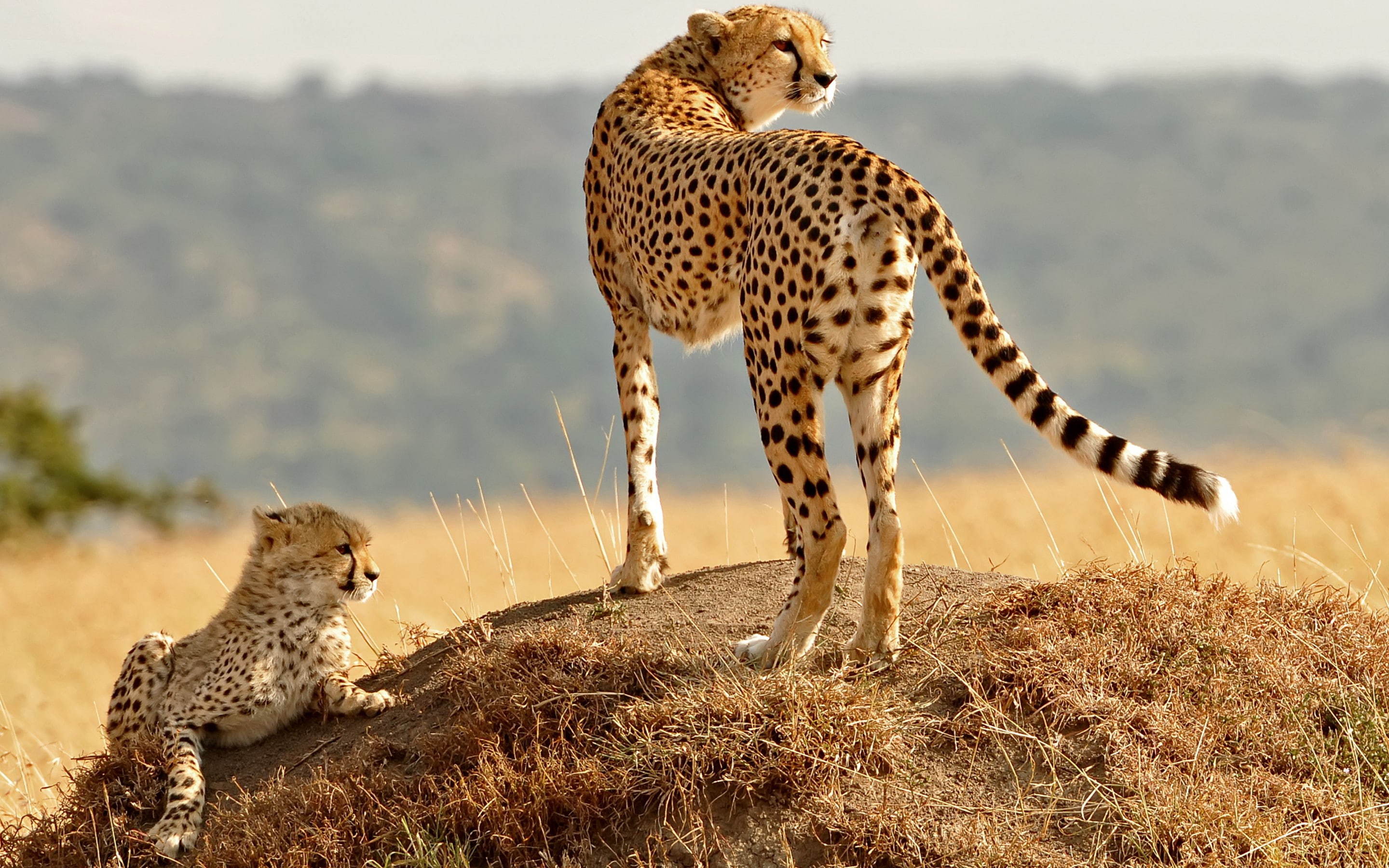 cats, eyes, cub, hill, kitten, cheetahs, 2K, grass, family, HD Wallpaper