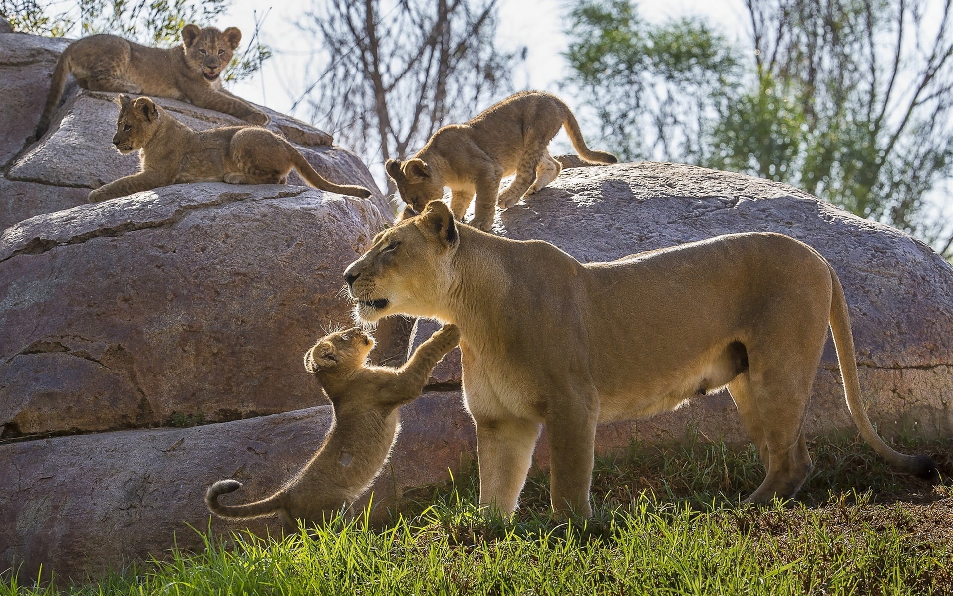 Cubs, 1080P, Stones, Lioness, HD Wallpaper
