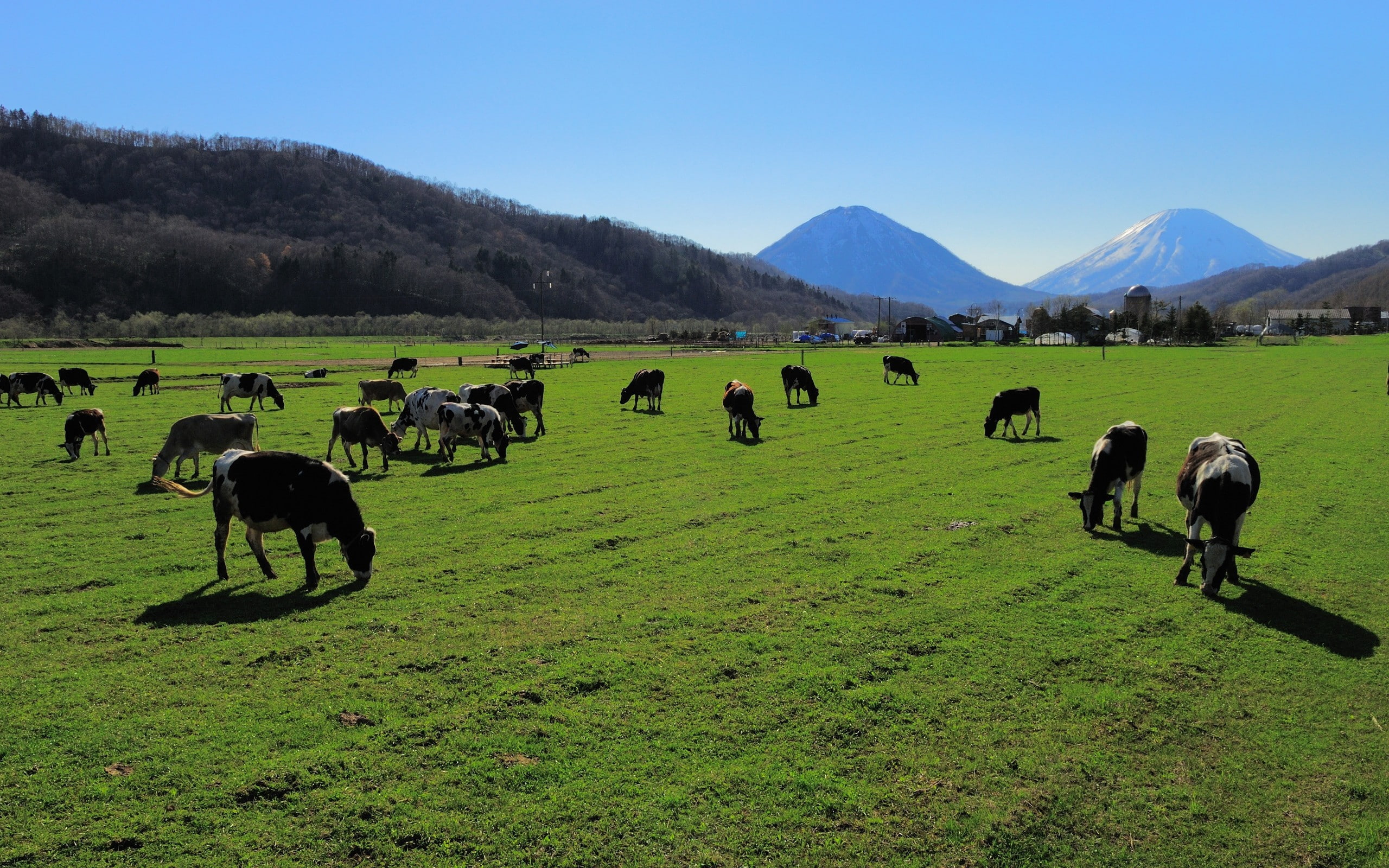 agriculture, land, group of animals, mammal, grass, plant, cow, sky, environment, outdoors, 2K, no people, domestic, animal, mountain, pets, animal themes, HD Wallpaper