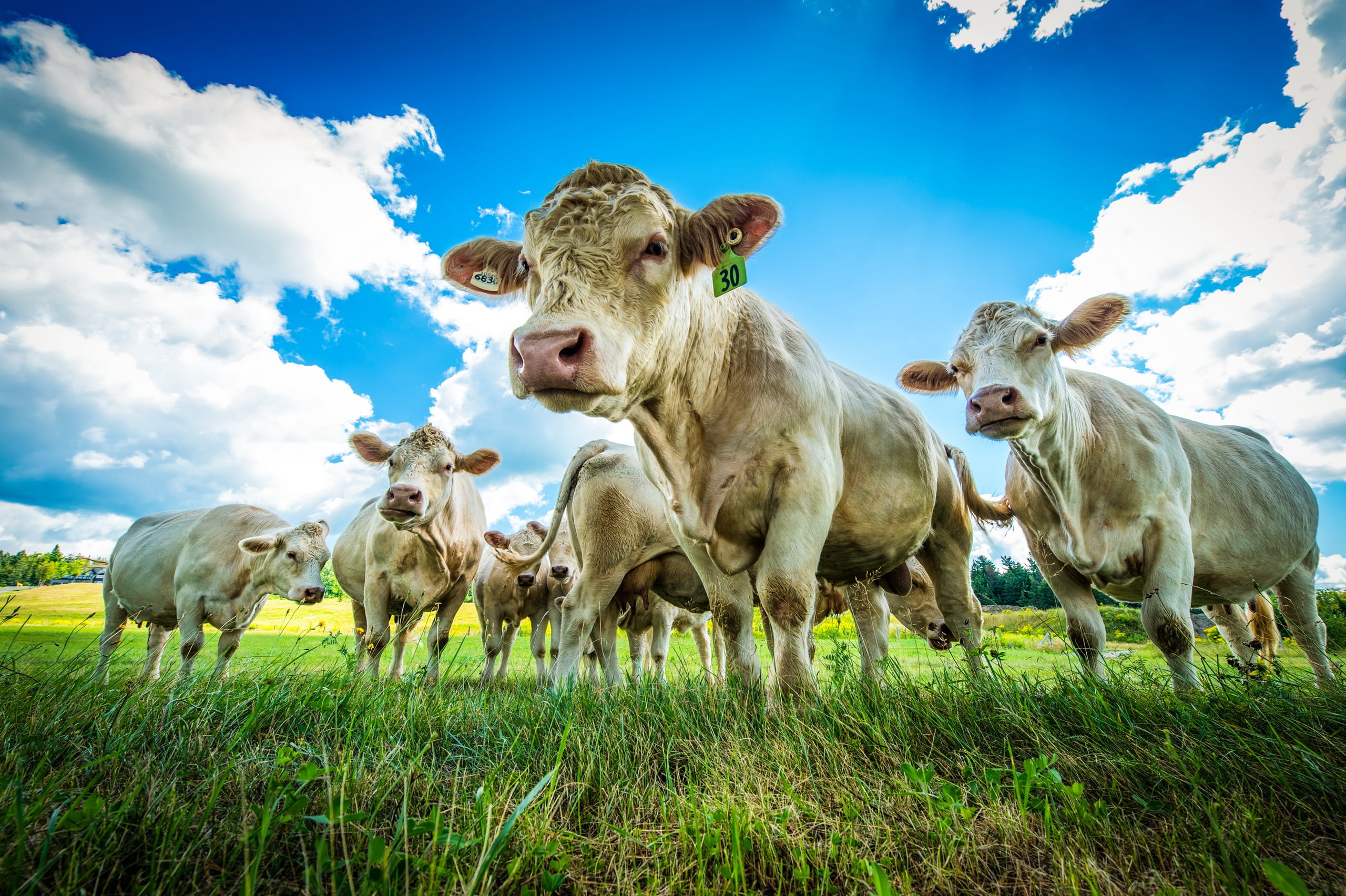 animal, pets, herbivorous, blue, field, landscape, 2K, cloud - sky, land, domestic, cattle, livestock, herd, day, clouds, animals, nature, group of animals, HD Wallpaper