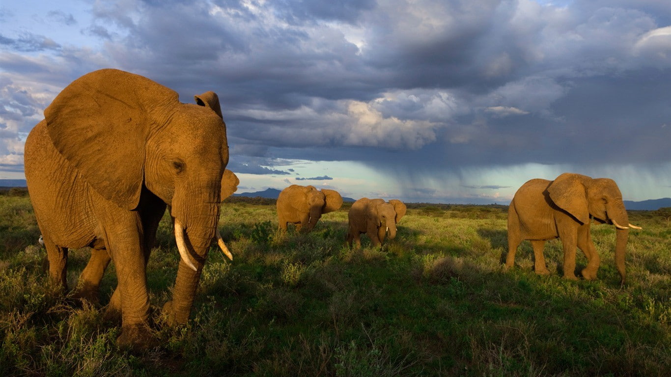 environment, outdoors, wildlife, mammals, grass, animal, land, plant, animals in the wild, elephant, overcast, african elephant, sky, no people, nature, HD Wallpaper