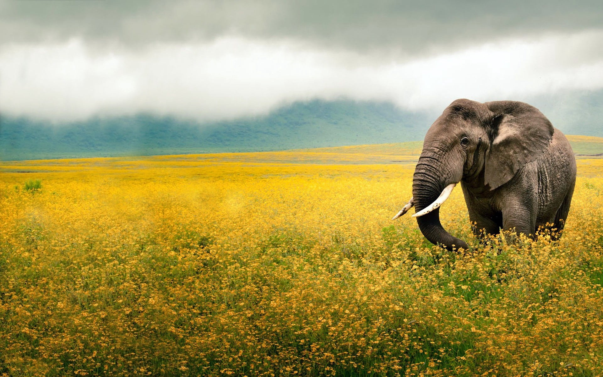 walk, mammal, animal wildlife, africa, kenya, nature, tourism, safari Animals, beauty In Nature, travel, plain, land, animals In The Wild, wilderness Area, HD Wallpaper
