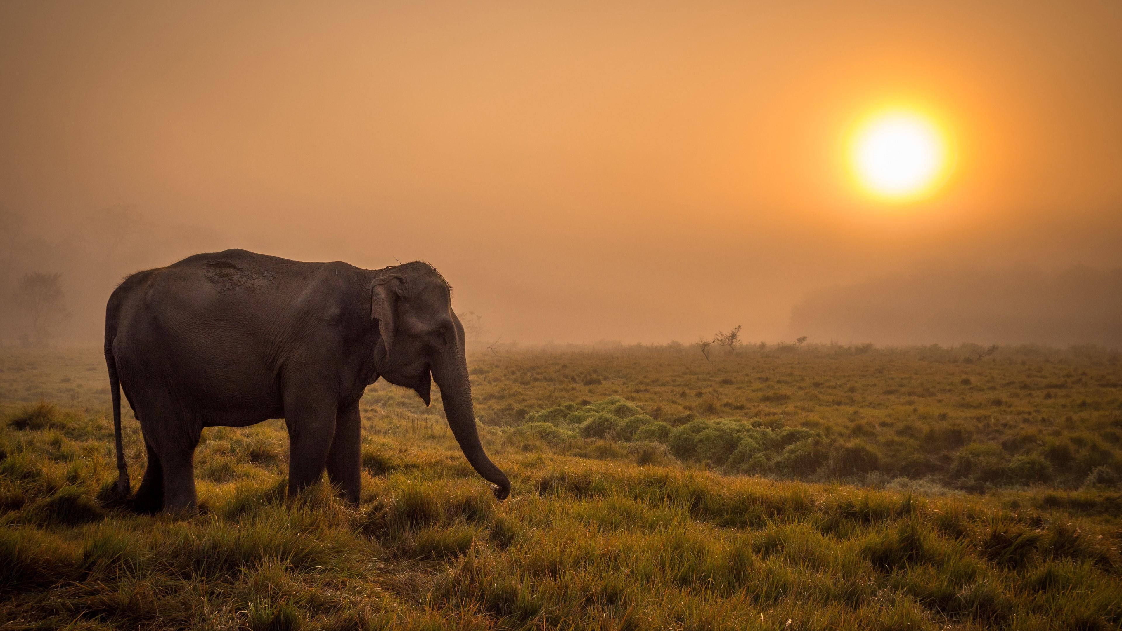 sky, vertebrate, environment, no people, landscape, wild animal, animal, african elephant, elephant, sunrise, grass, wildlife, animal trunk, plant, animal themes, HD Wallpaper