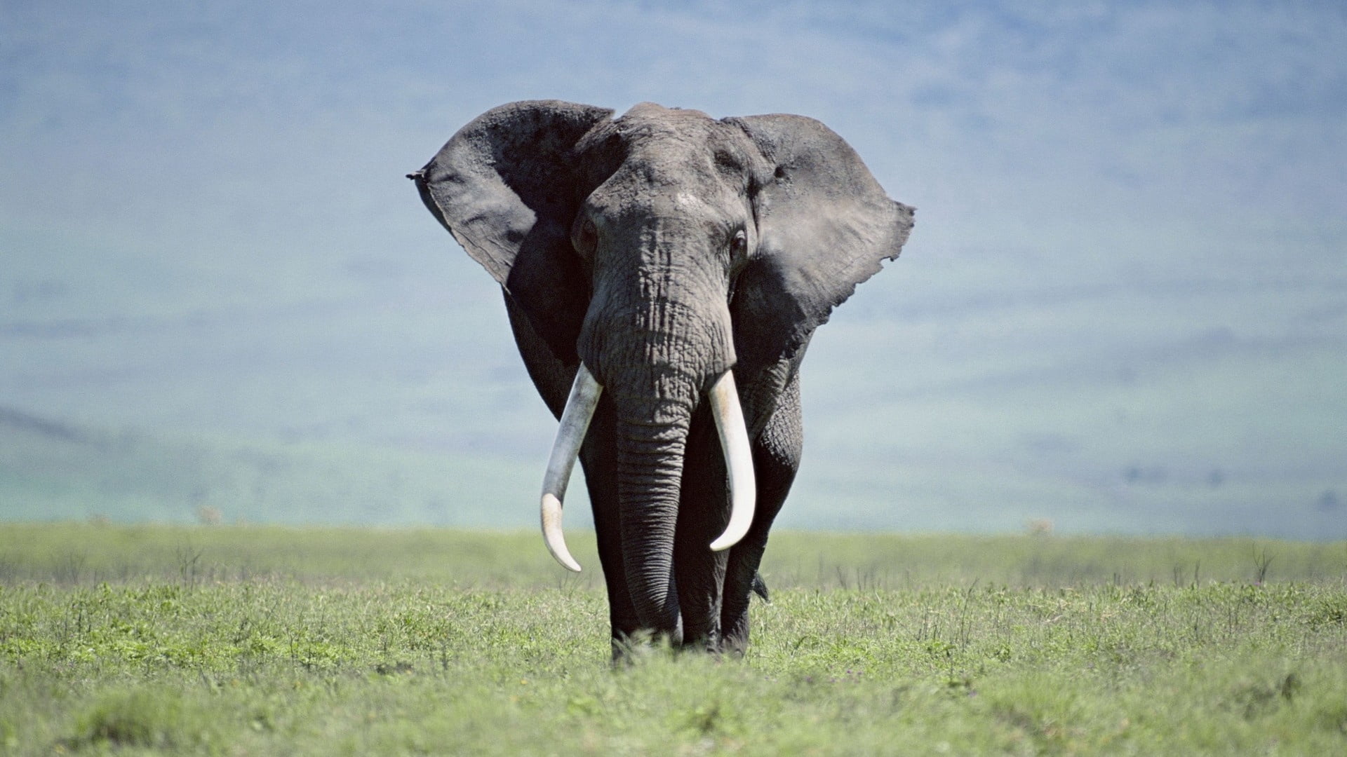 tusk, gray, mammal, nature, safari Animals, walk, wilderness Area, 1080P, landscape, outdoors, elephant, grass, walking, savannah, animal Trunk, kenya, HD Wallpaper