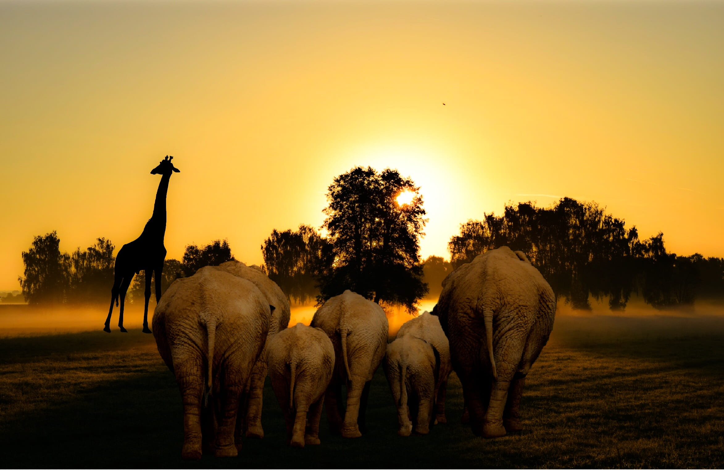 dawn, mammal, dusk, group of animals, landscape, 1080P, sunset, sky, backlit, silhouette, sun, animal family, vertebrate, travel, animal wildlife, outdoors, HD Wallpaper