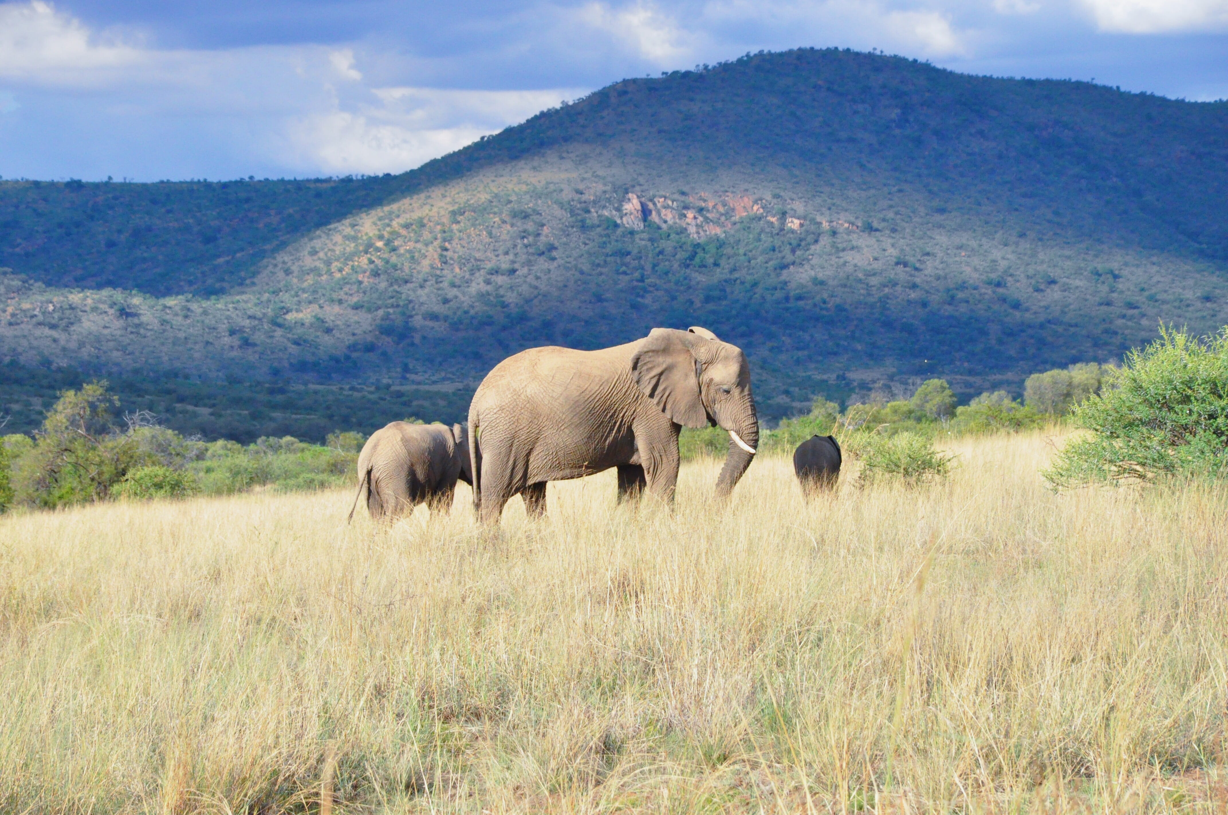 landscape, day, animals in the wild, environment, nature, group of animals, non-urban scene, animal wildlife, pilanesberg national park, plant, south africa, HD Wallpaper