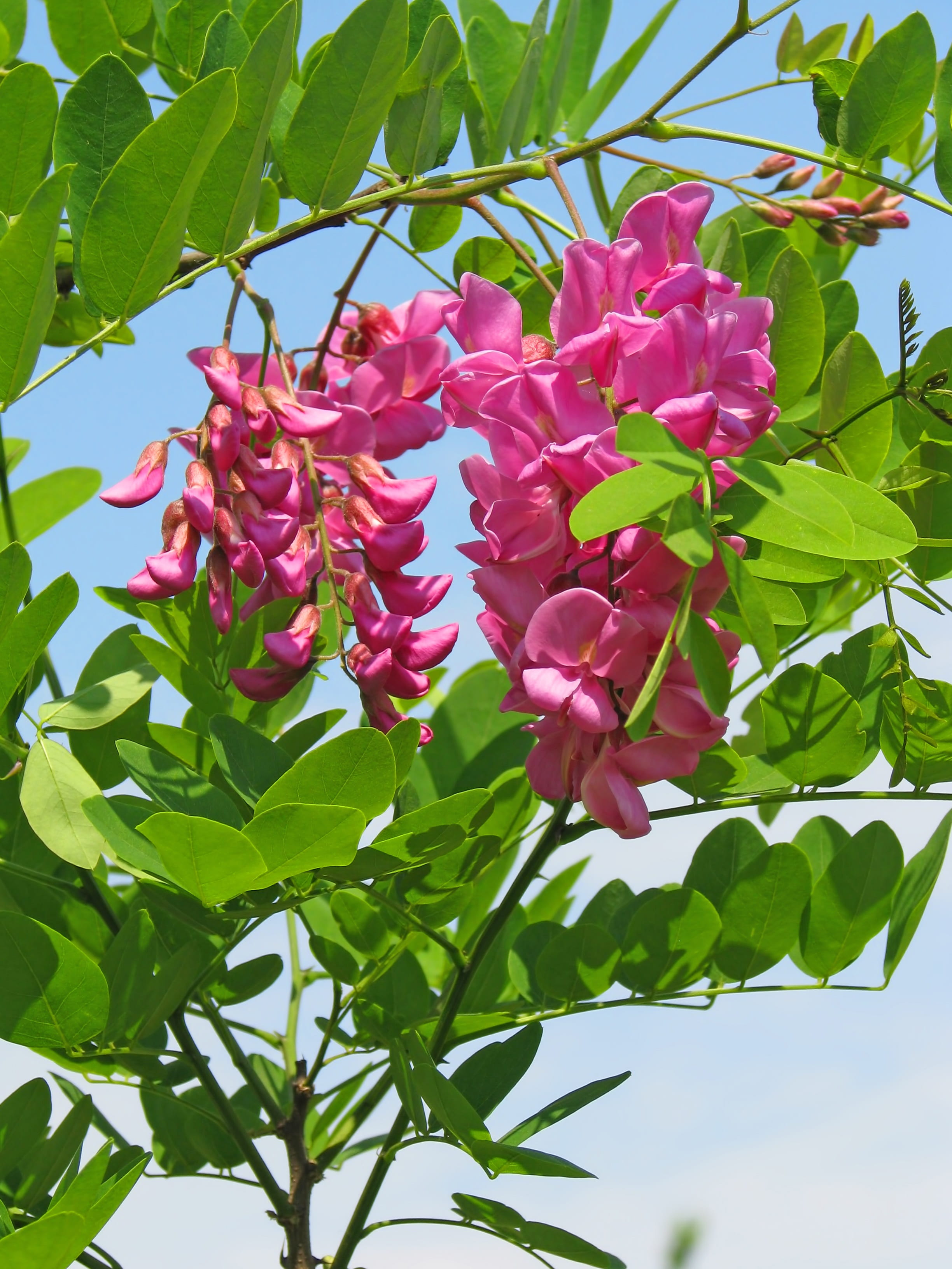 may, low angle view, tree, flower head, growth, plant, branch, flowering plant, bloom, 2K, outdoors, acacia, pink flower, green color, leaf, day, spring, Phone HD Wallpaper
