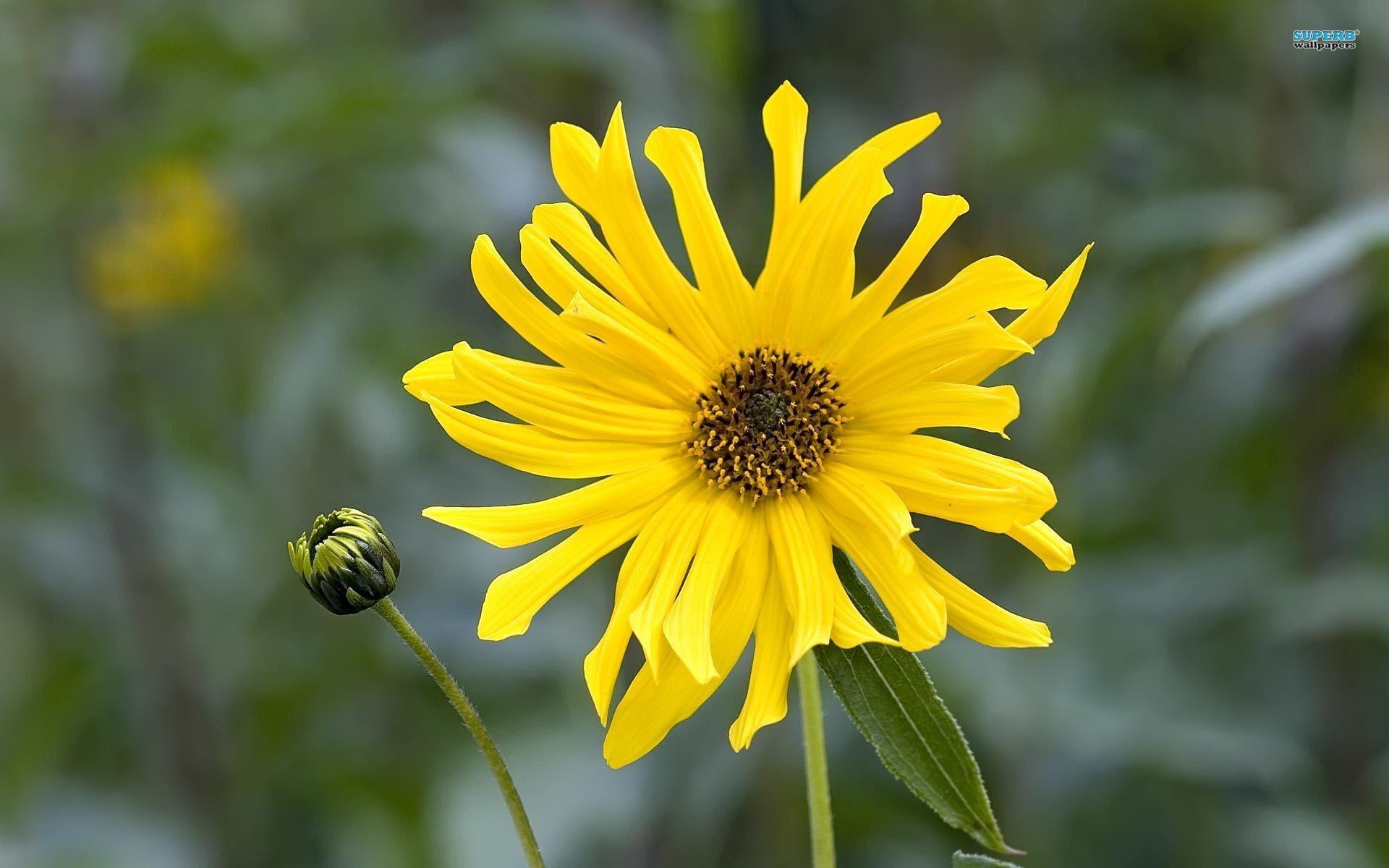 flower, yellow, african, nature, 1080P, nature and landscapes, daisy, HD Wallpaper