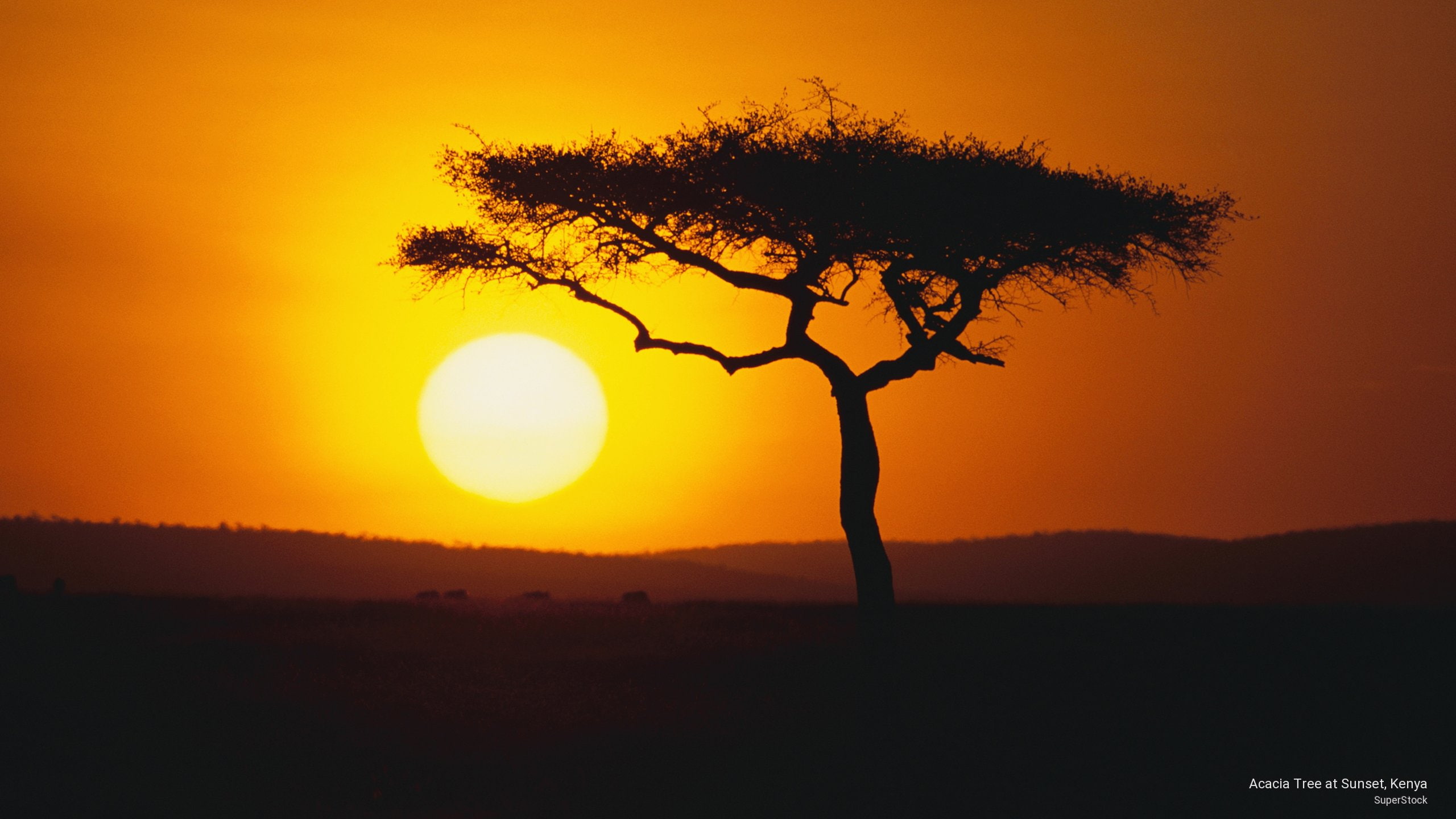 tree, kenya, acacia, sunset, Sunrises/Sunsets, 2K, HD Wallpaper