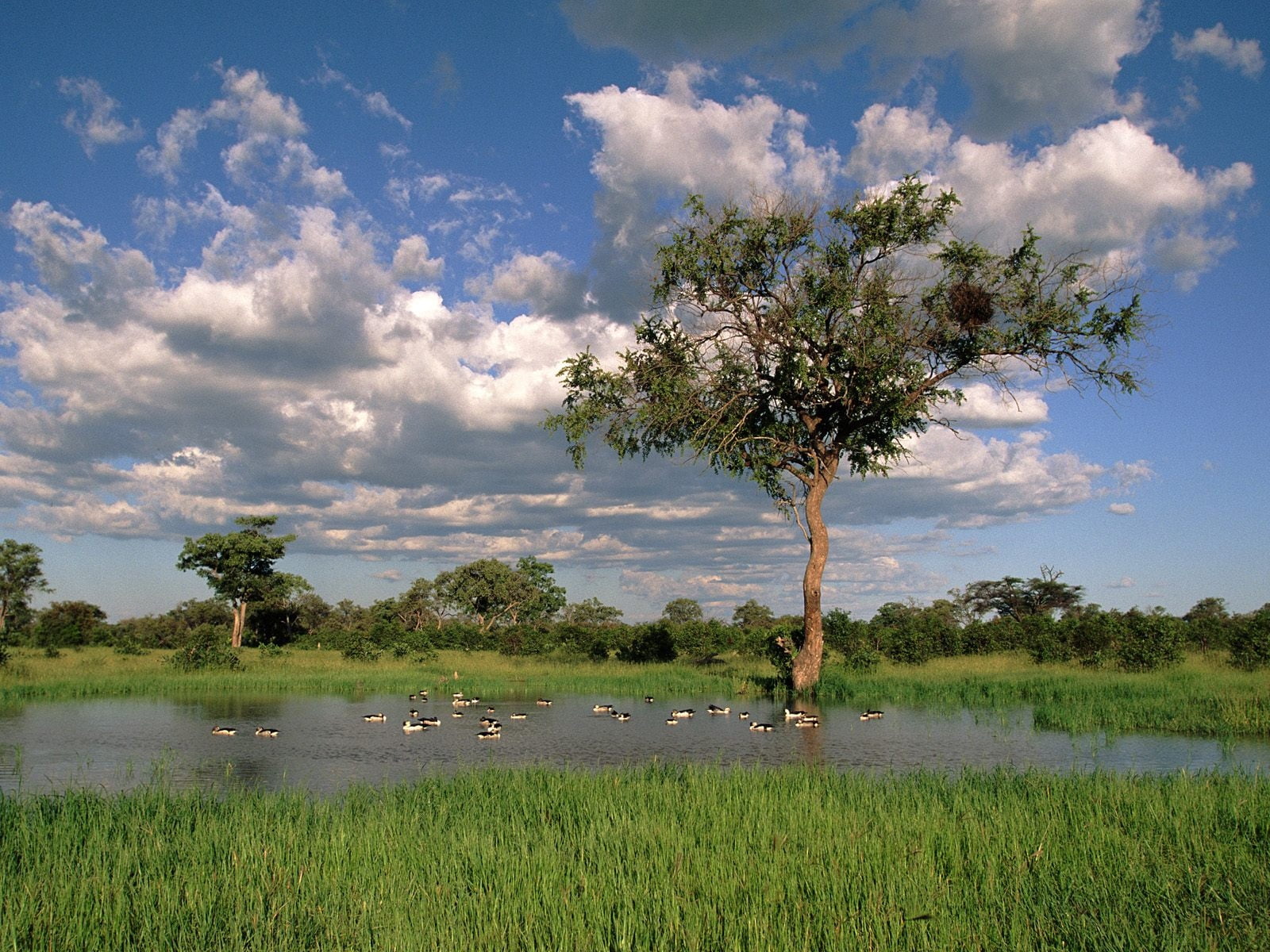 tanzania, landscape, sky, okavango Delta, clouds, animal wildlife, lake, leafed, water, outdoors, africa, vertebrate, animal, kenya, acacia Tree, safari, HD Wallpaper