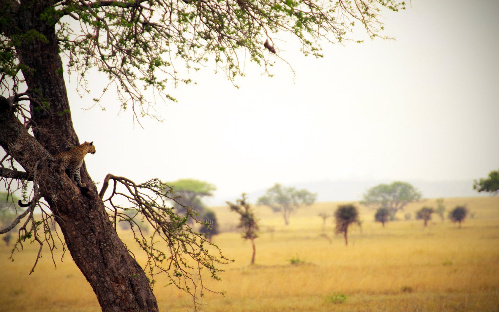safari, scenics, wood, animals In The Wild, herd, wildlife, environment, sky, tree, trunk, nature, dry, acacia Tree, tree trunk, sunlight, kenya, tanzania, HD Wallpaper