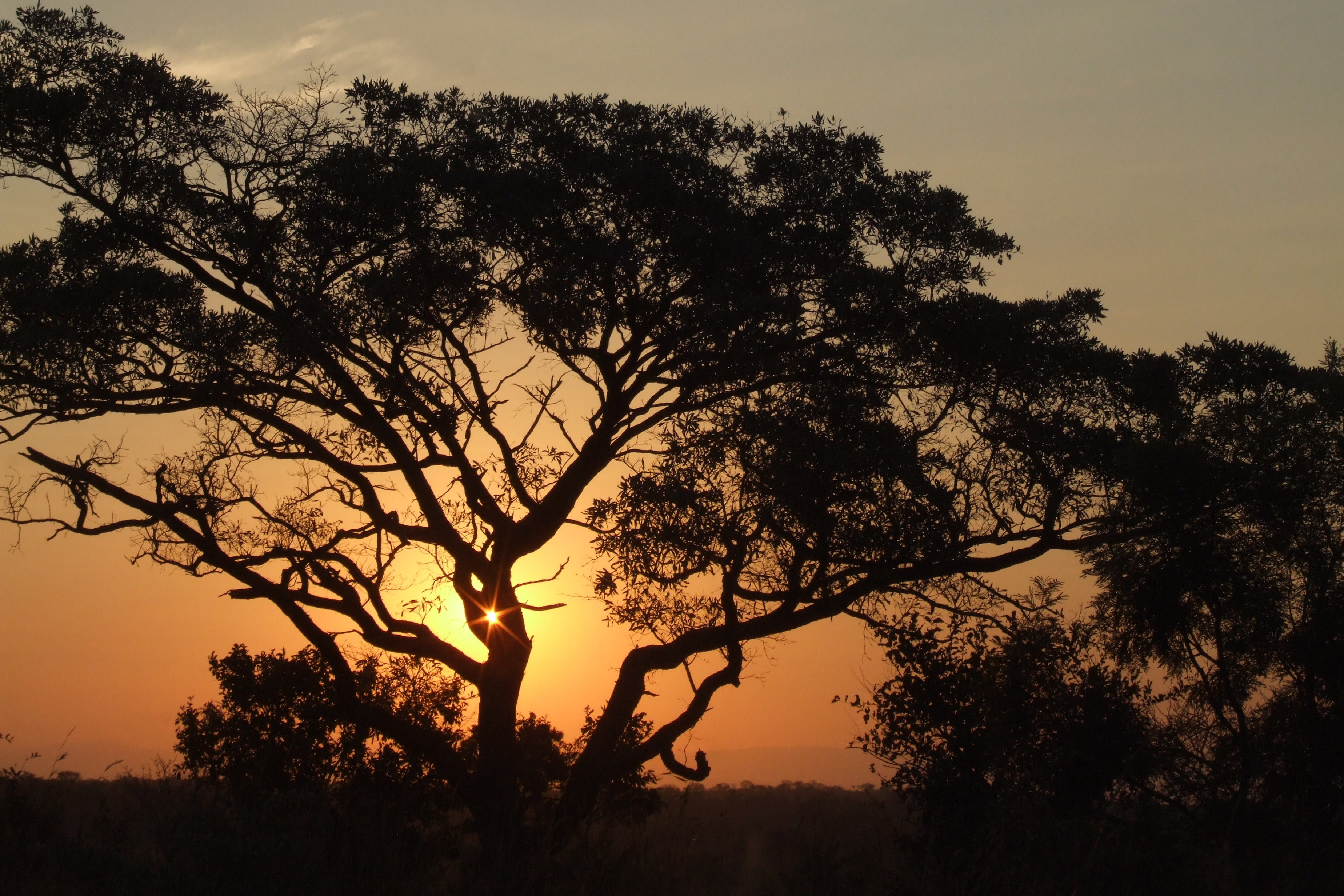 tranquil Scene, scenics - nature, no People, scenics, non-urban scene, forest, trees, back Lit, sunrise - Dawn, orange Color, beauty In Nature, acacia Tree, HD Wallpaper