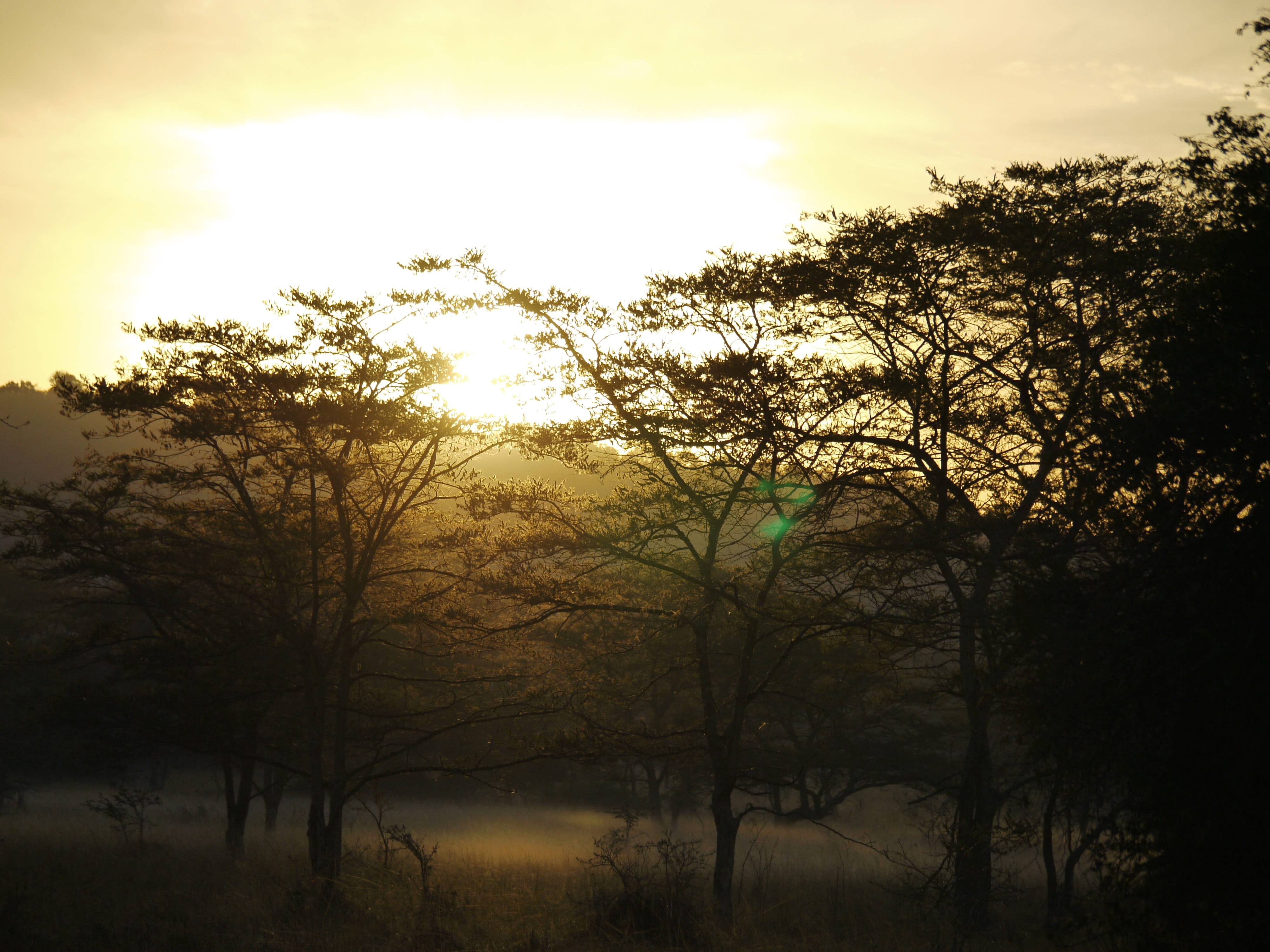 lake mburro, tree, tranquility, plant, sun, branch, scenics - nature, land, fog, idyllic, growth, africa, savannah, Wood, sunset, cloud - sky, mystical, HD Wallpaper
