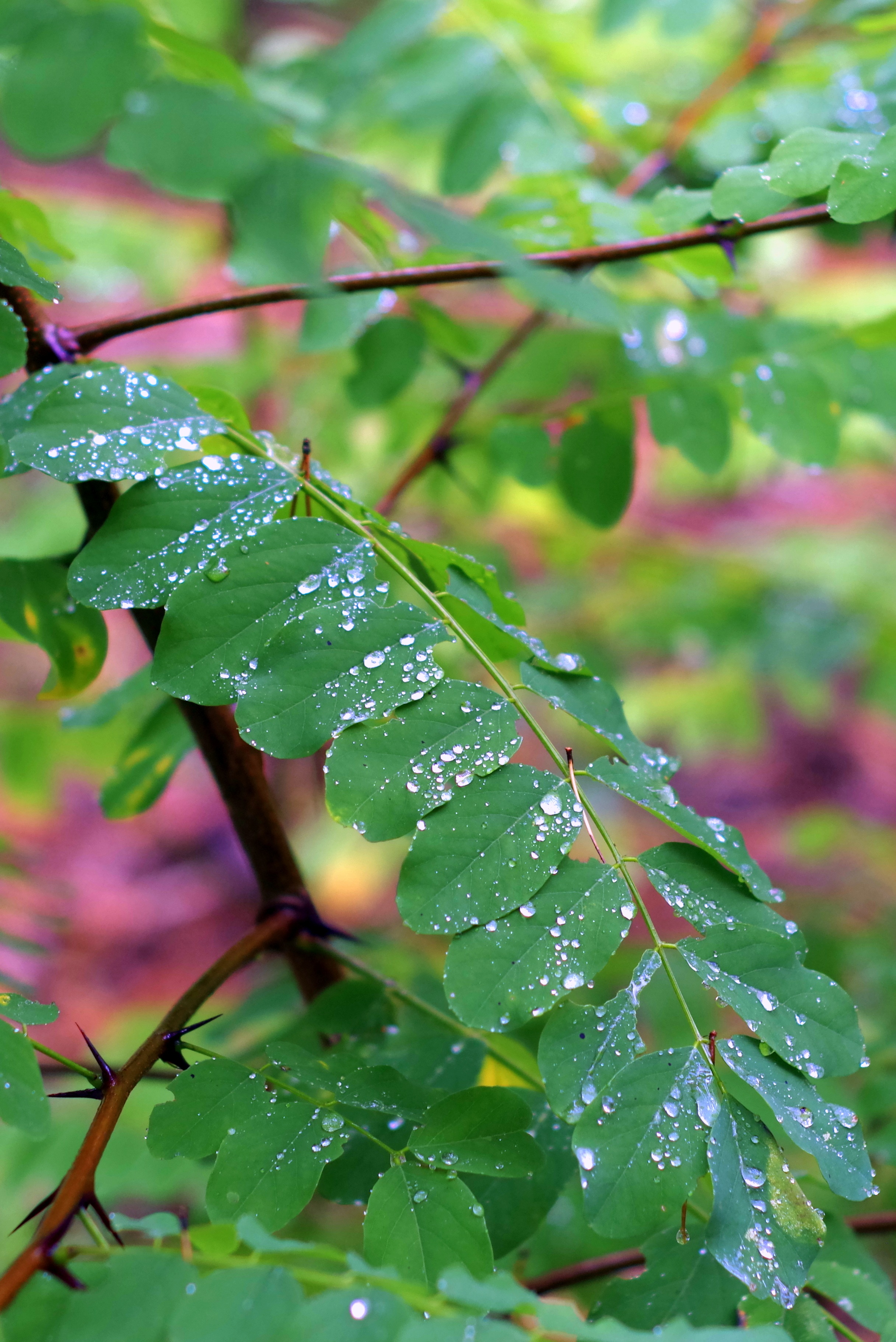 leaf, growth, purity, green, nature, drops, outdoors, green color, wet, acacia, rain, leaves, day, drop, drop of rain, tree, freshness, focus on foreground, Phone HD Wallpaper