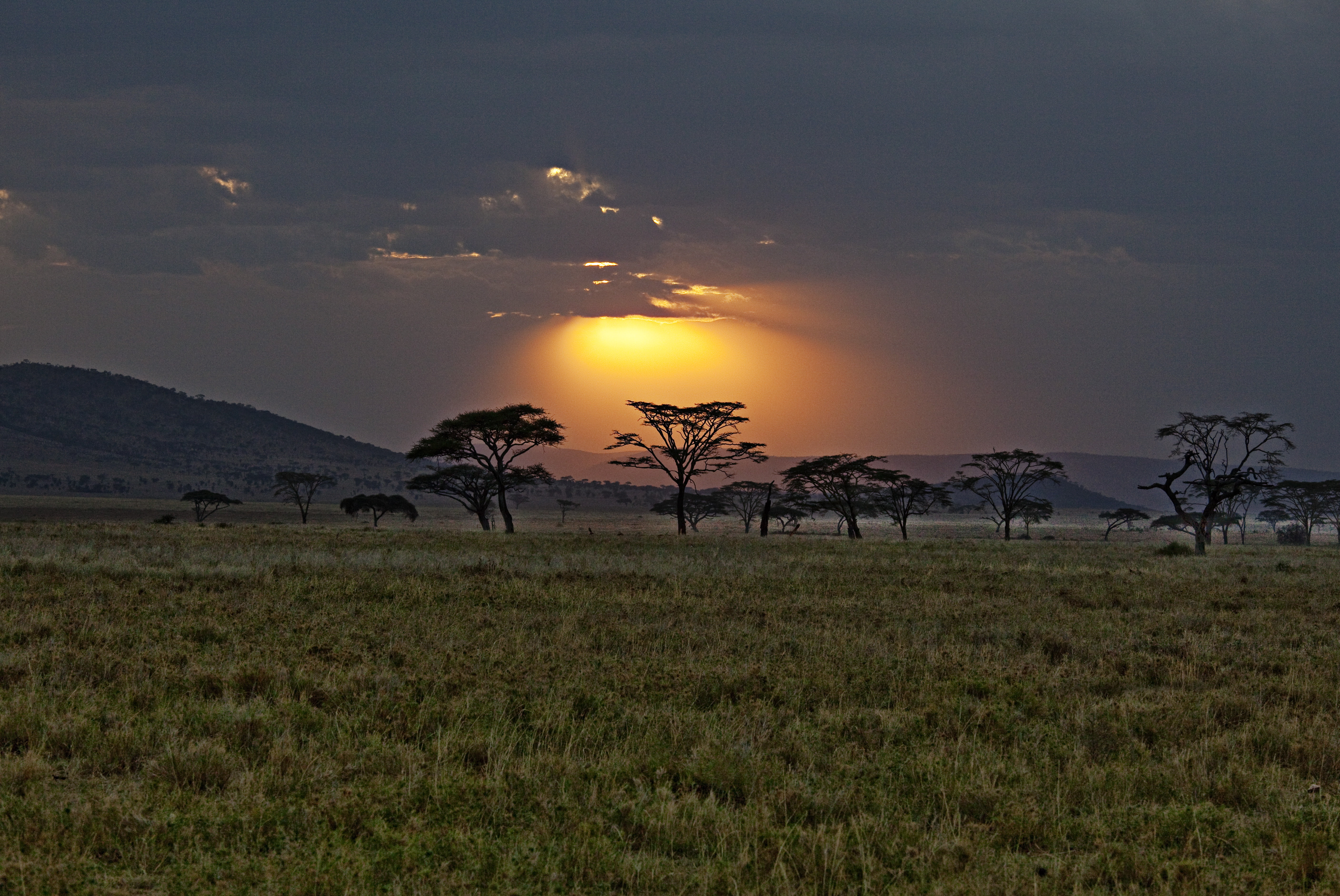 sunset, no People, tree, tranquility, mountain, silhouette, Kenya, scenics - nature, nature, 5K, plant, morning, animals In The Wild, rural Scene, safari Animals, HD Wallpaper