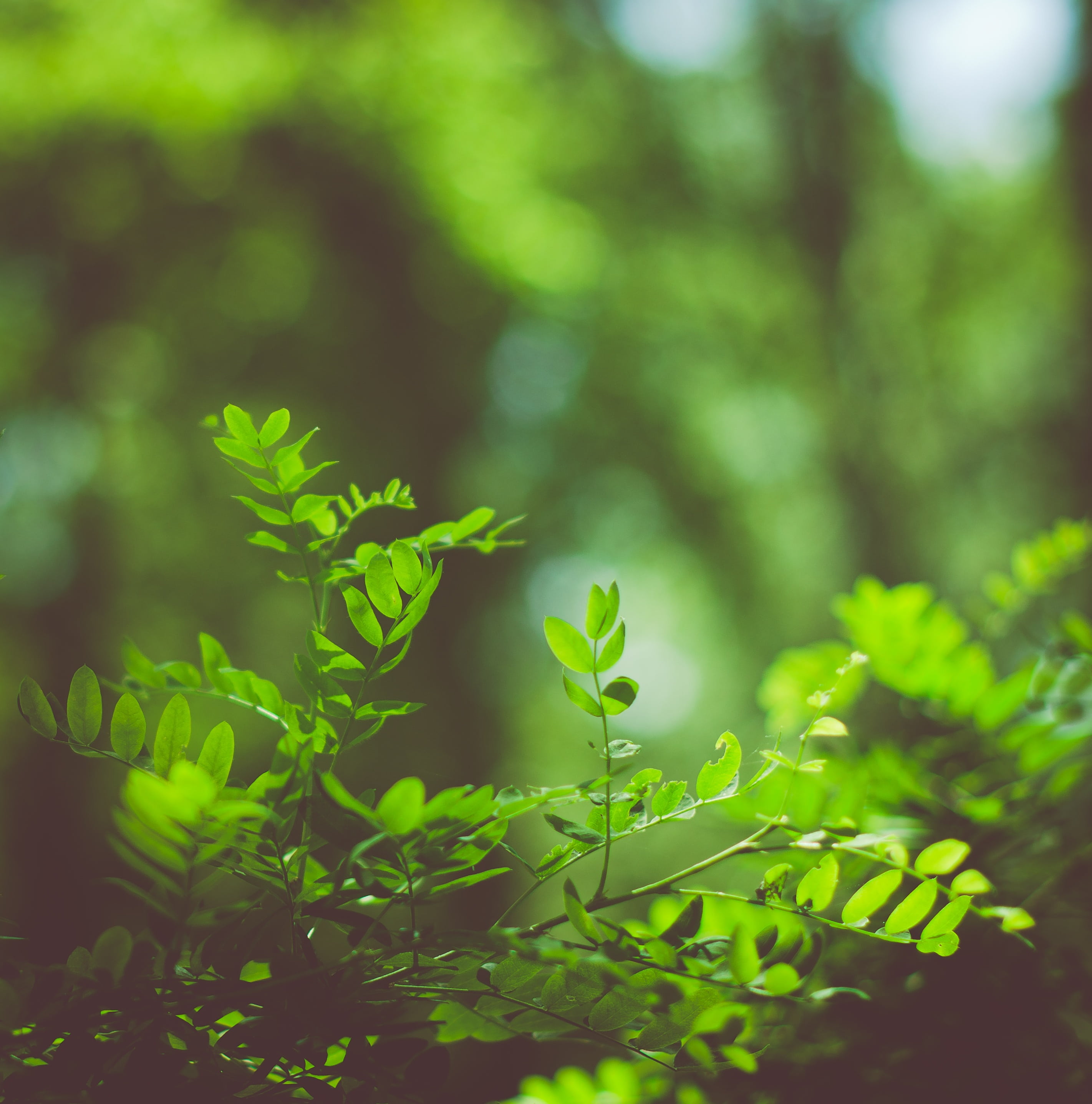 sunlight, greens, leaves, plant part, grass, green Color, plant, day, summer, tree, springtime, freshness, beauty in nature, tranquility, outdoors, forest, Phone HD Wallpaper