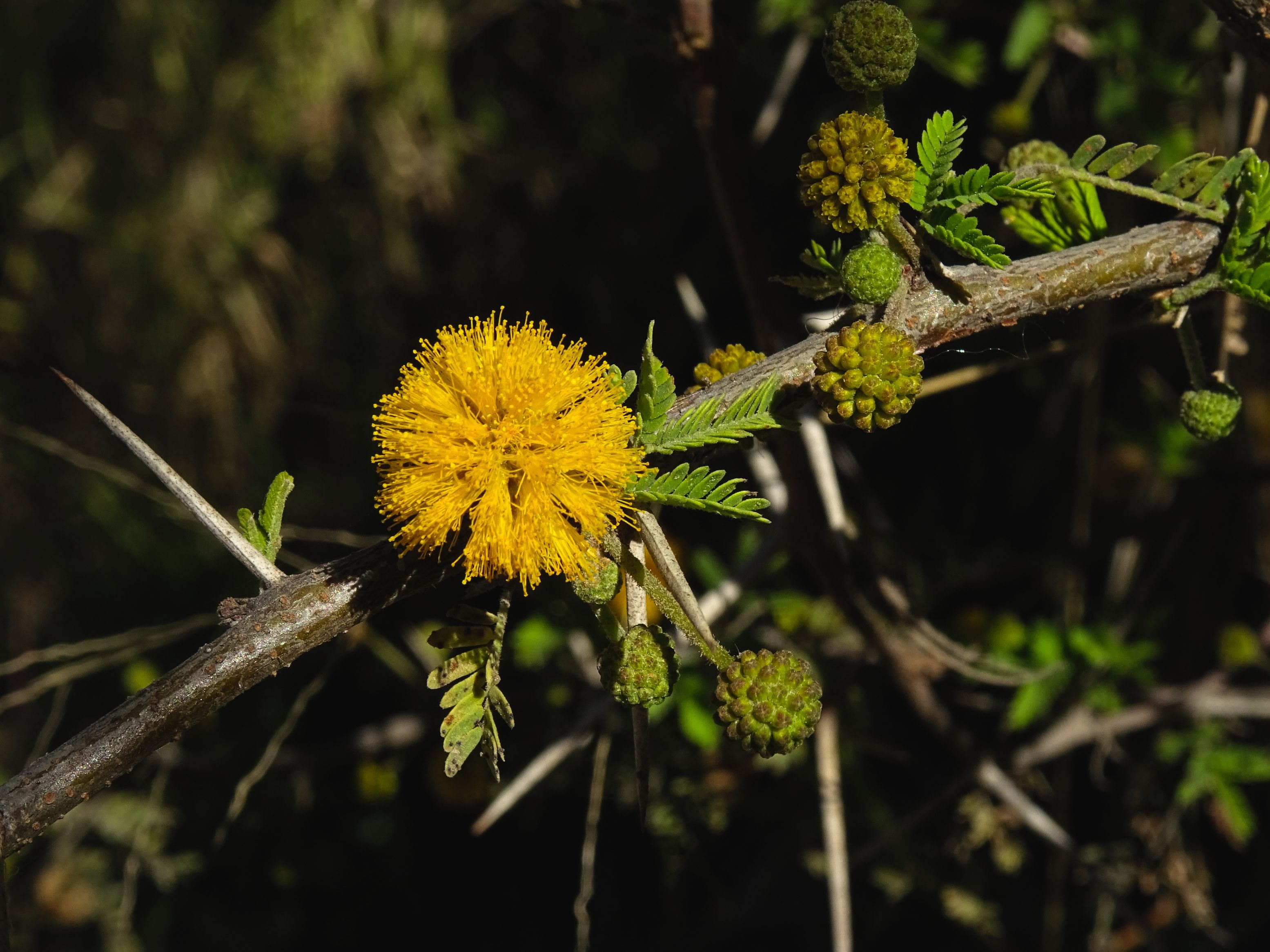 spur, flower, 2K, flowering plant, yellow flower, freshness, bloom, flower head, focus on foreground, no people, outdoors, spring, plant part, vulnerability, HD Wallpaper