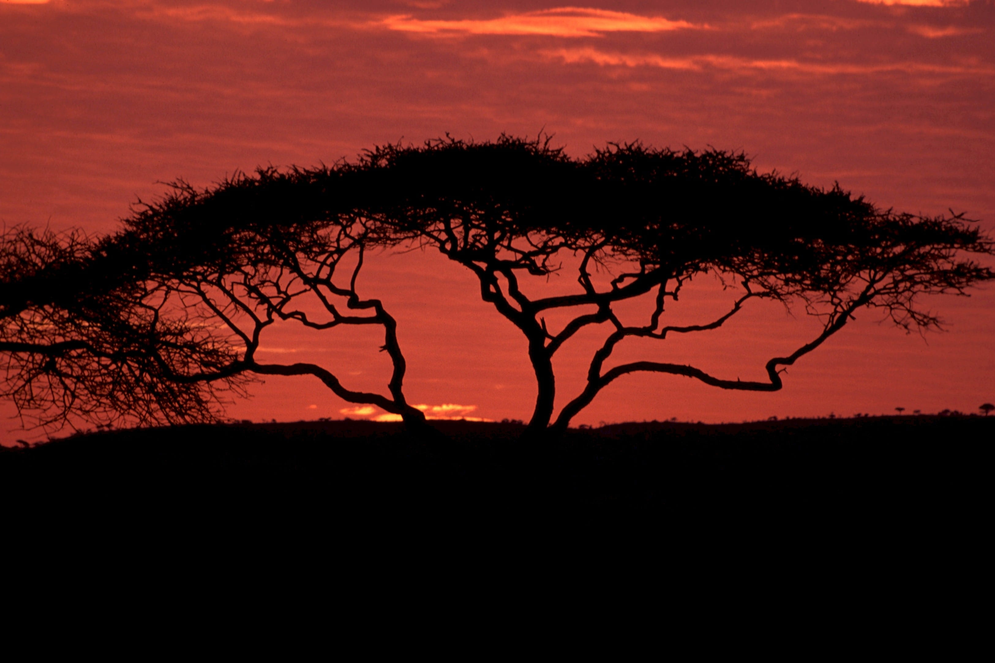 mammal, jungle, dramatic sky, tree, outdoors, beauty in nature, animal, scenics - nature, sunset, nature, dark, animal themes, cloud - sky, silhouette, HD Wallpaper