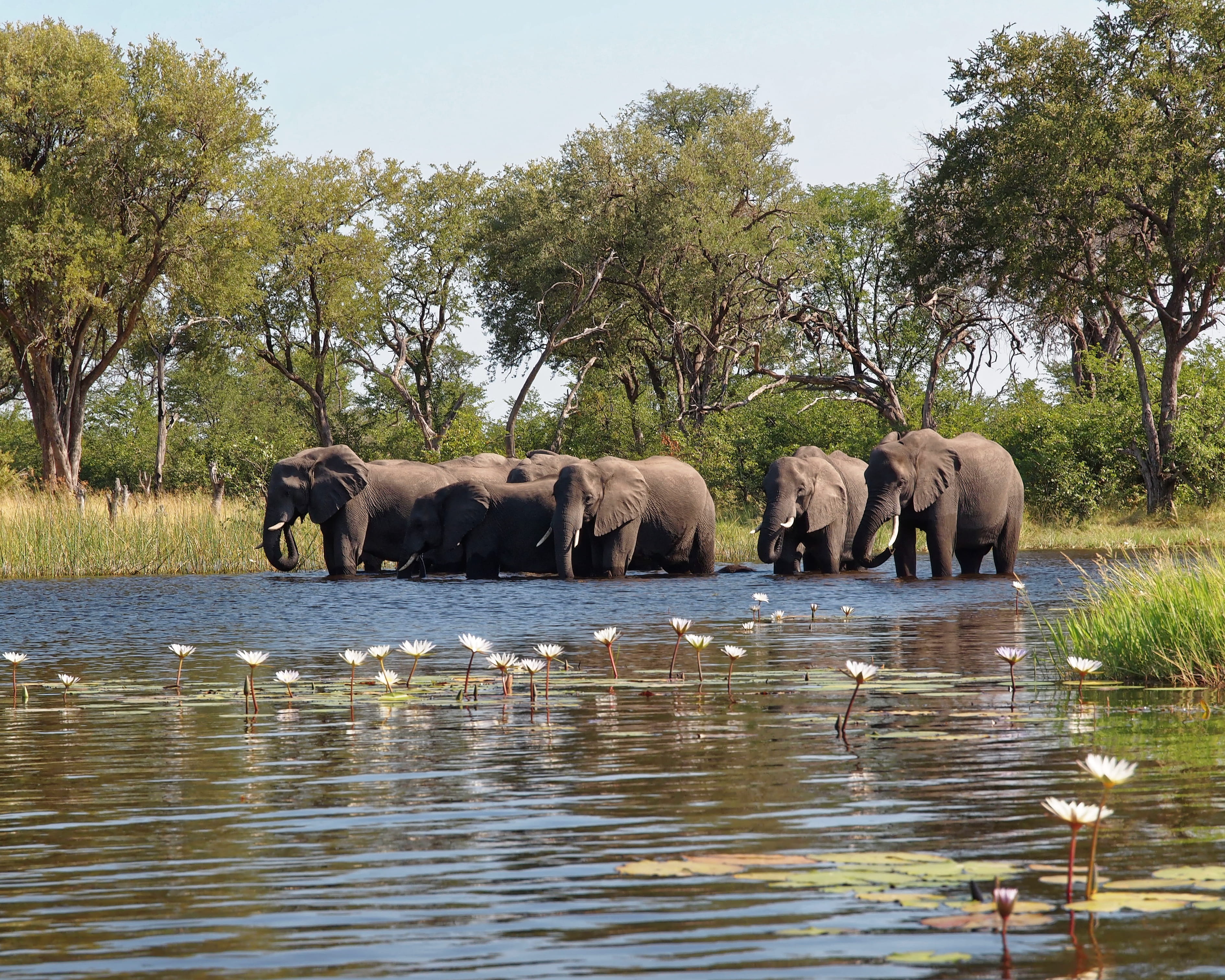 waterfront, animal family, herbivorous, vertebrate, wild, botswana, tree, safari, group of animals, elephant, water, animal, okavango delta, 2K, animal themes, HD Wallpaper