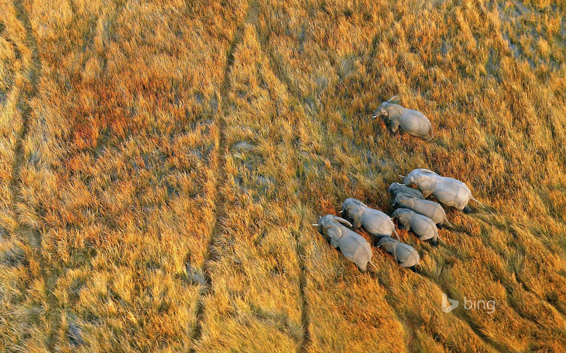 animals, Bing, 1080P, Botswana, elephant, nature, plains, birds eye view, landscape, aerial view, wildlife, HD Wallpaper