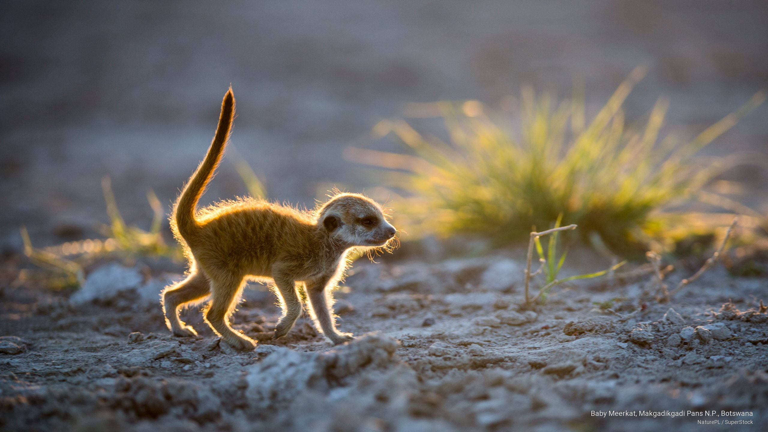 p, makgadikgadi, n, botswana, meerkat, 2K, Animals, pans, baby, HD Wallpaper