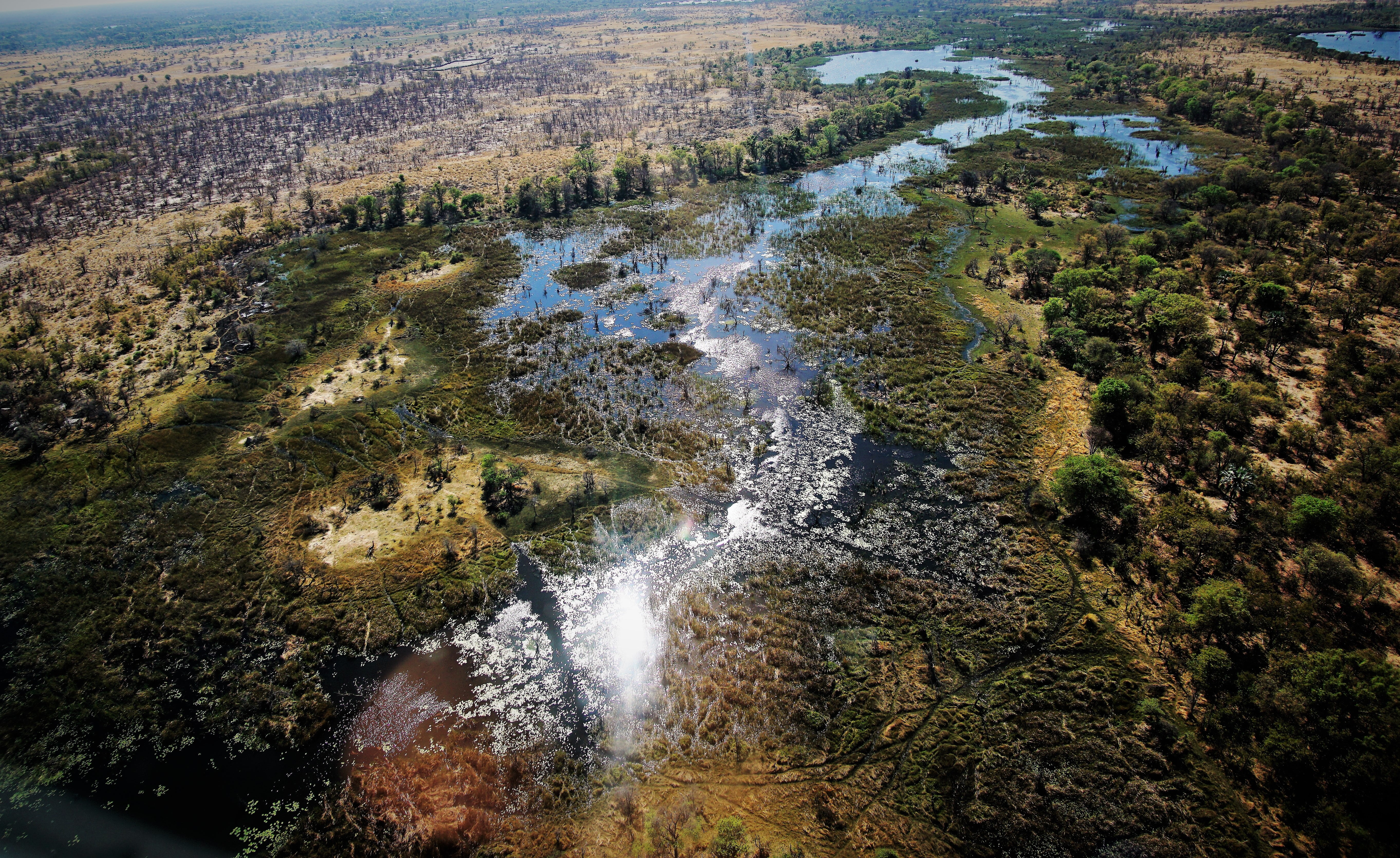 beauty in nature, day, delta, maun, motion, environment, flowing water, no people, plant, 5K, forest, tree, scenics - nature, botswana, water, flowing, HD Wallpaper